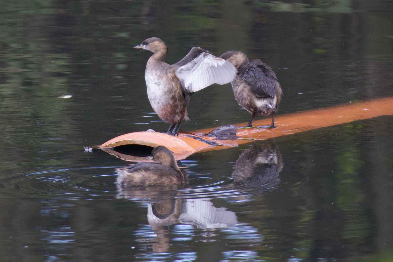 A photograph of three little grebes. One of them is in the water and two of them are on top of an orange pipe that juts out of the water. One of the grebe is shaking its wings. 