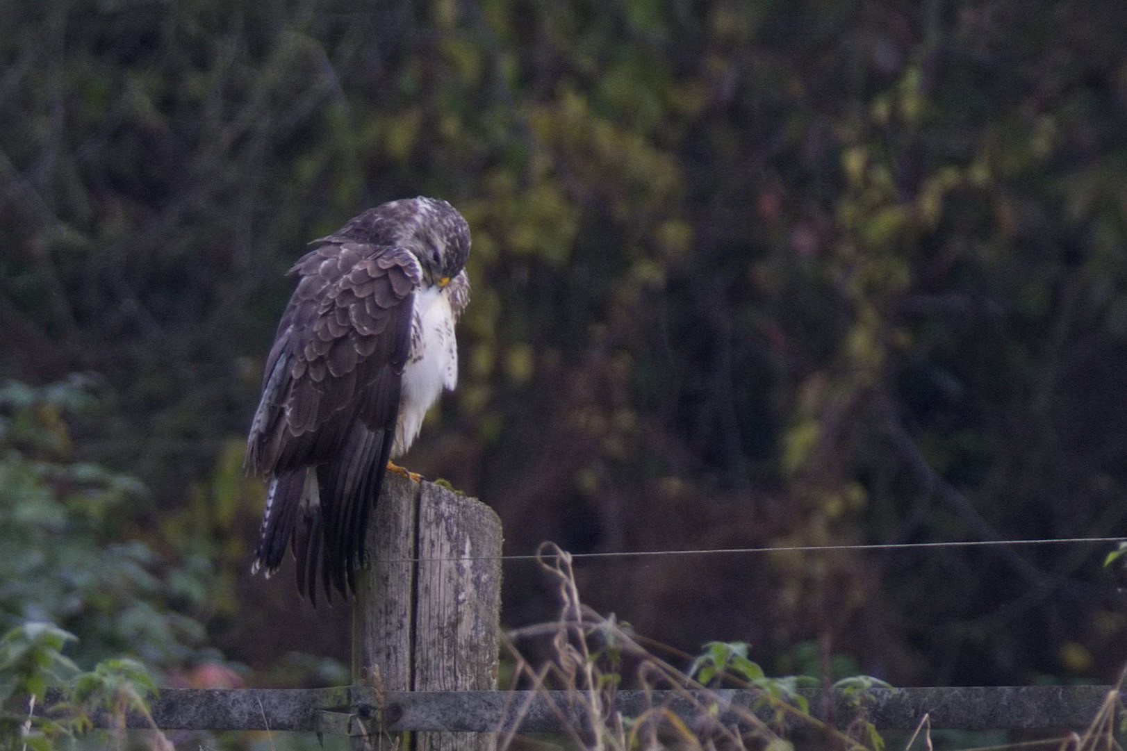 A Common Buzzard sitting on top of a fence pole. The bird is preening itself. 