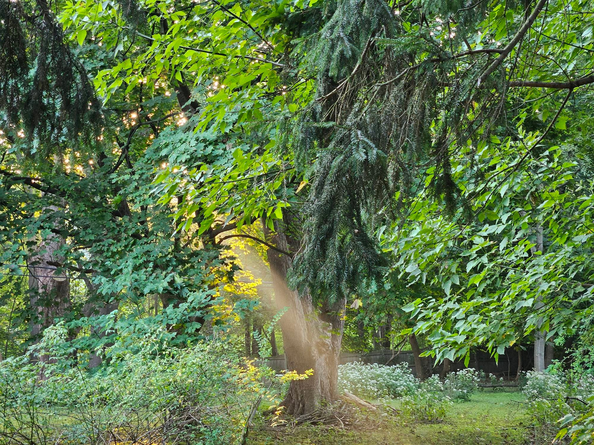 Backyard with trees and a beam of light between.