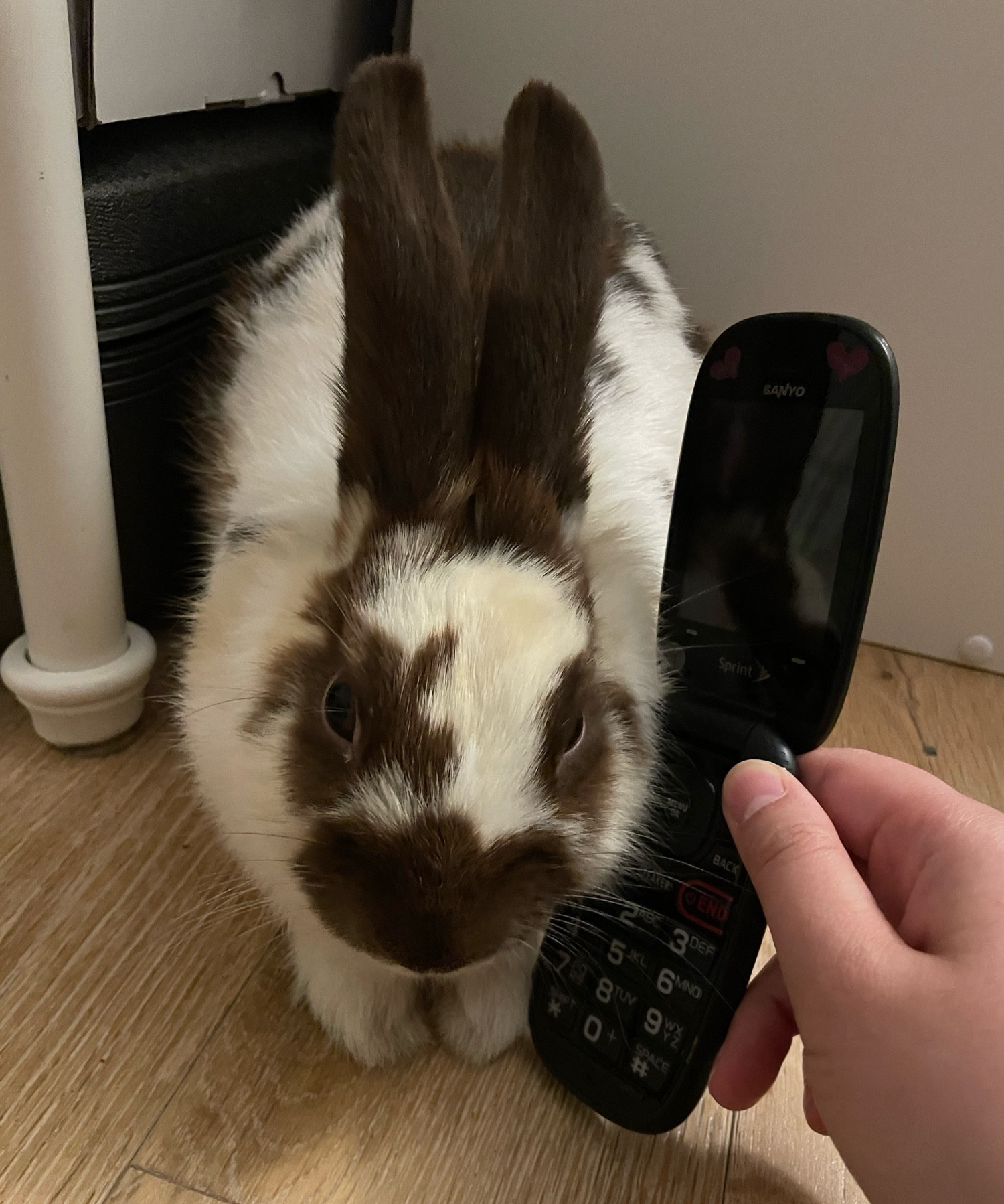 bunny with a flip phone to her ear