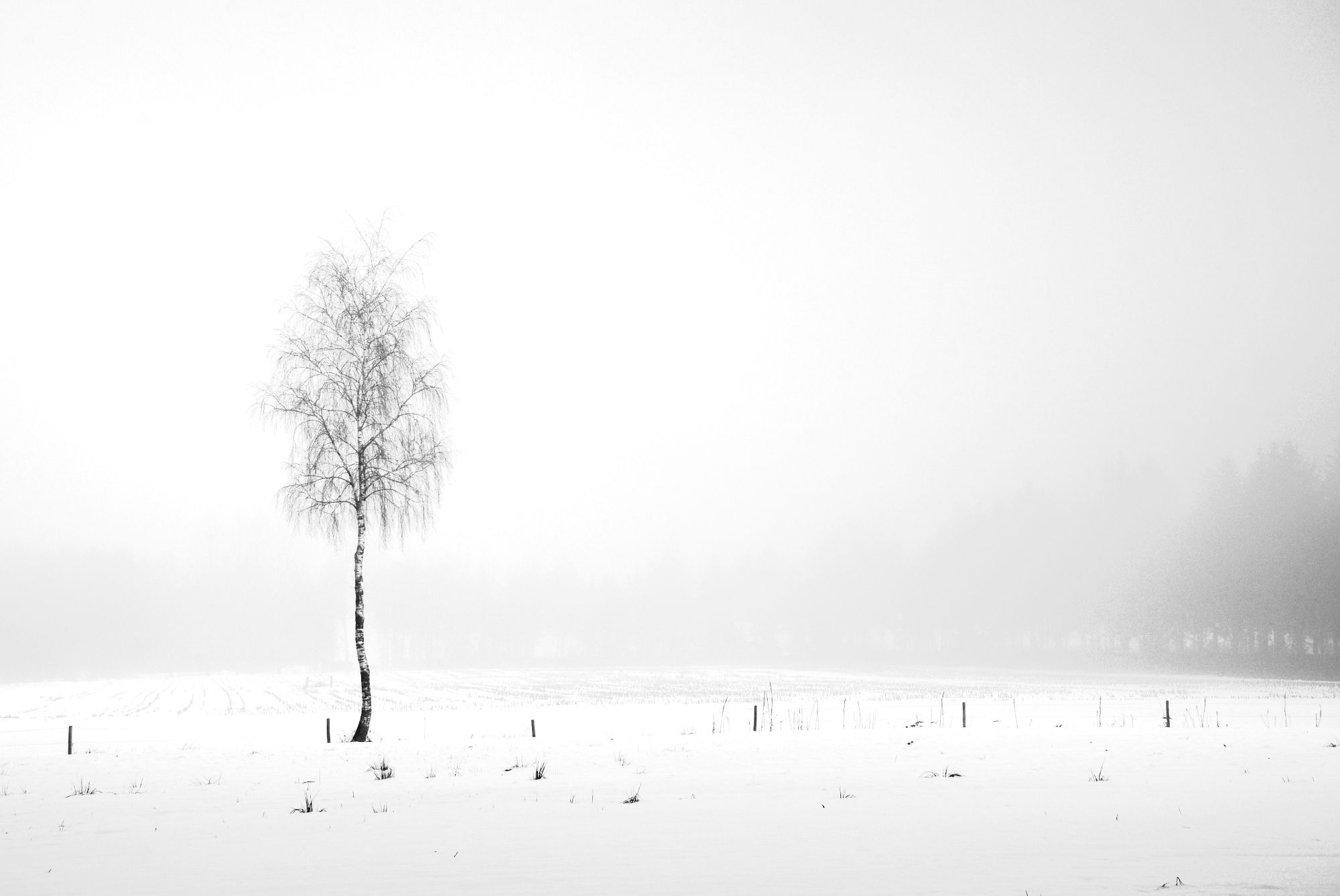 Kahle Birke auf einer schneebedeckten Wiese 
Schwarz Weiß Bild