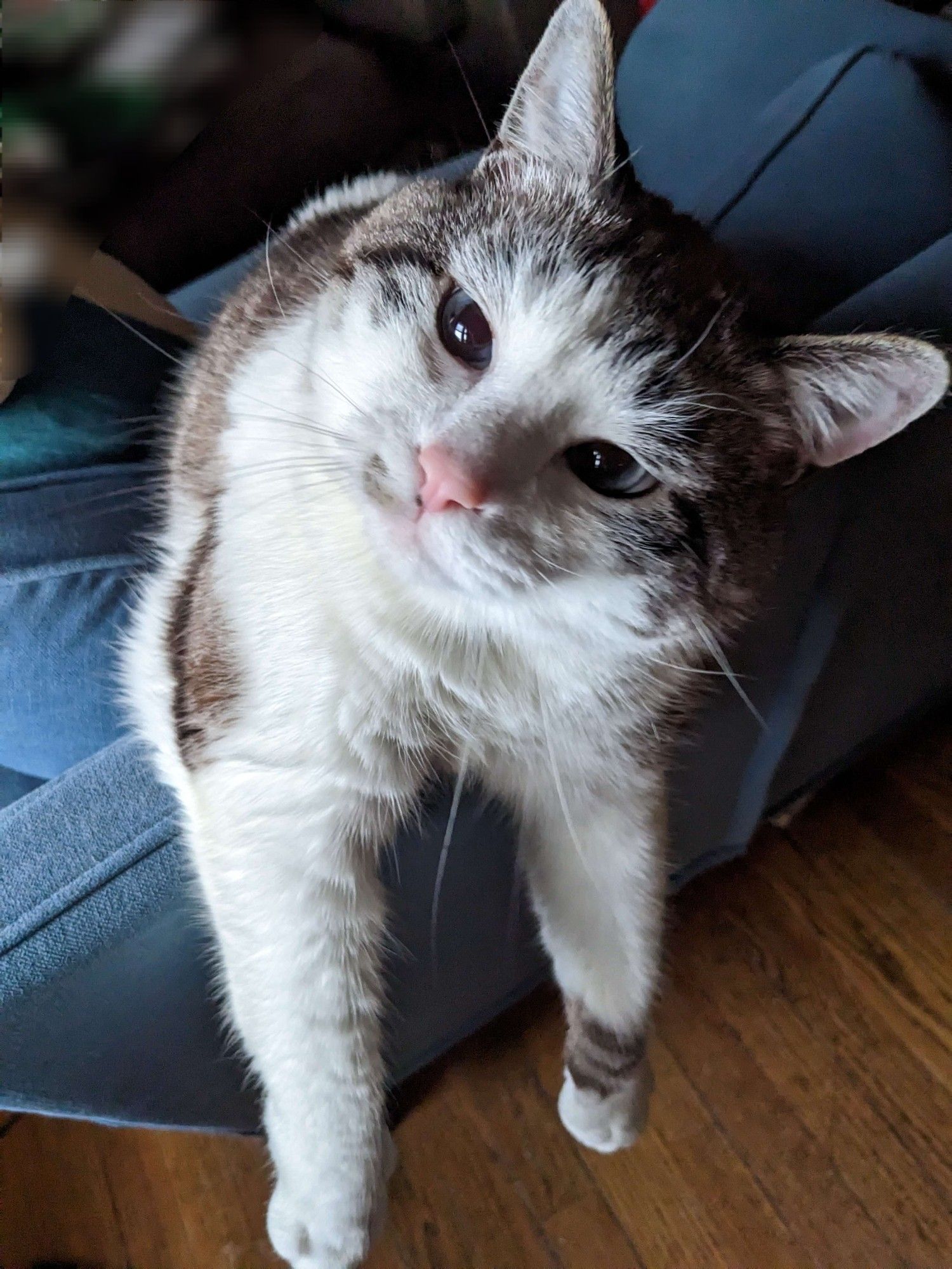 Jules, a white and brown cat with blue eyes, is looking up at the camera with his head tilted. His front legs are draped over a chair