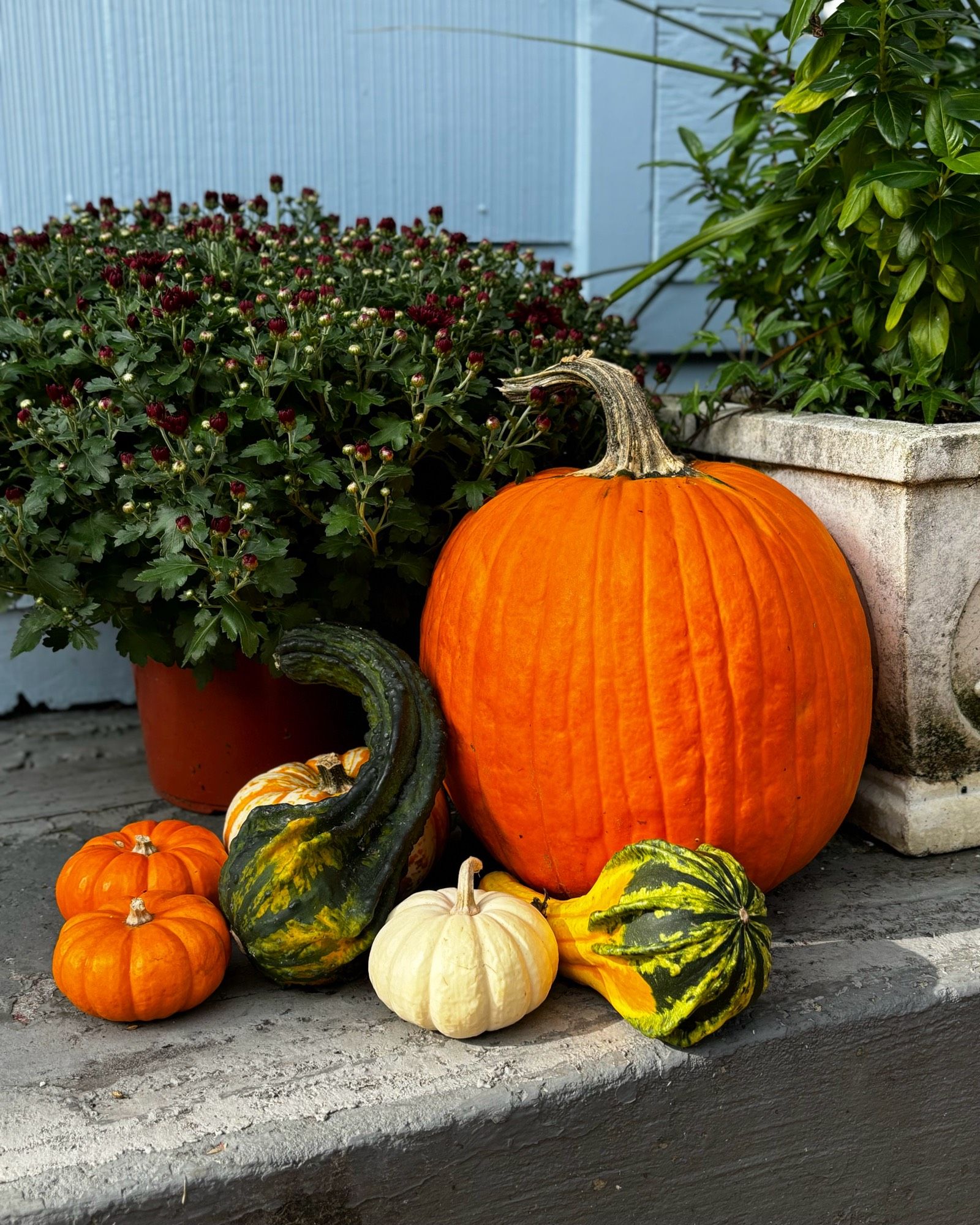 A seasonal display of squashes, gourds, and pumpkins on a step. Purple mums and other greenery are in the background.