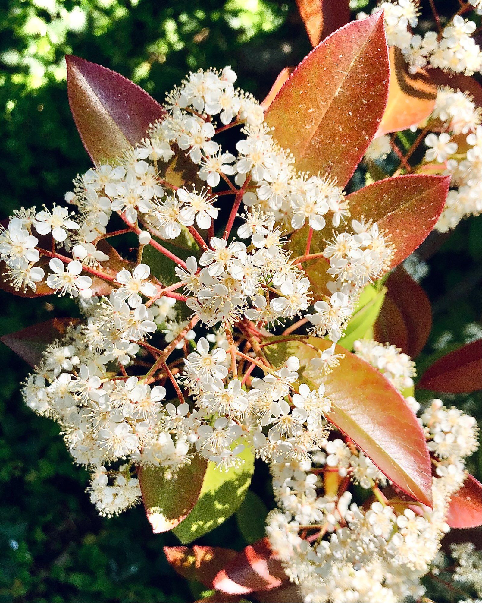 Blooms highlighted by over head sunlight