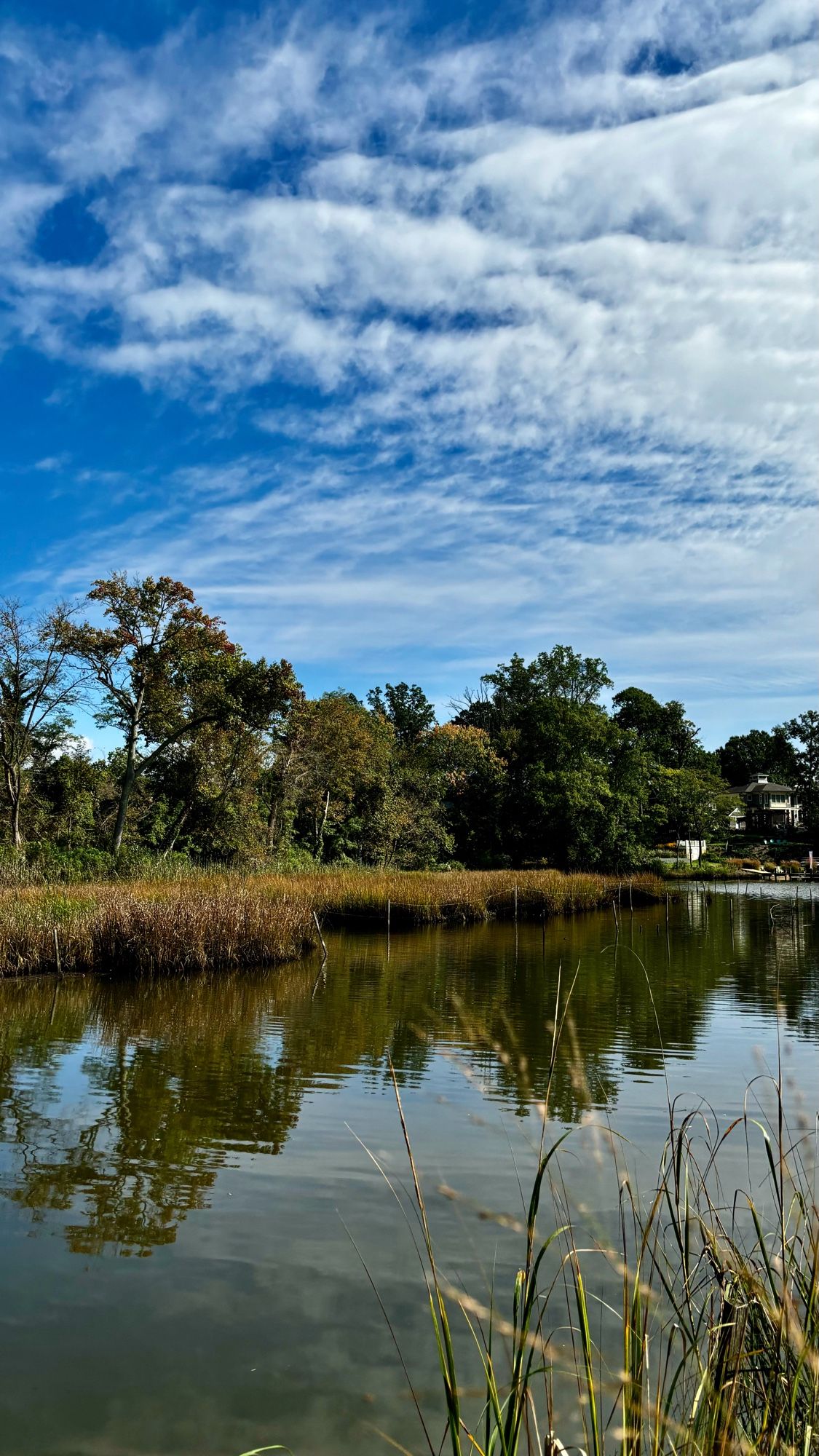 A waterway with reeds and trees under wispy clouds and blue skies. There is a home in the distance (right side, horizon.) Spa Creek, Chesapeake Bay, Annapolis, Maryland, USA. 10/06/24.