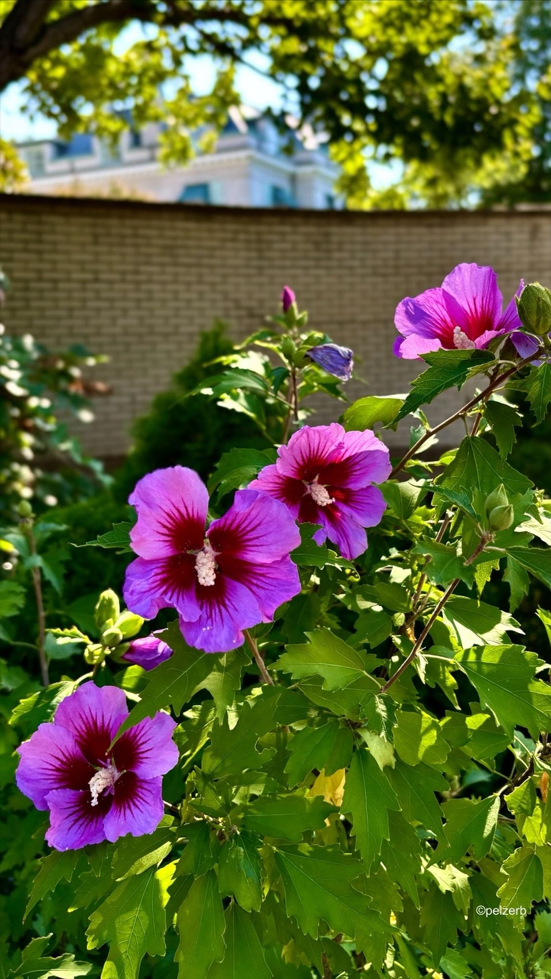 Pink-red hibiscus blooms. Hanover St., Annapolis, Maryland, USA. 08/27/24.