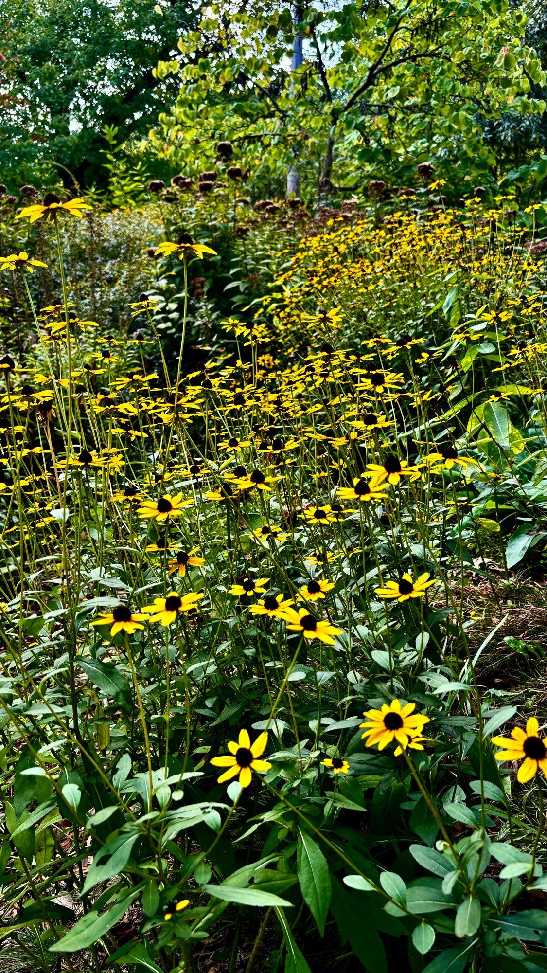 A large number of coneflowers growing along a riverbank. Trees and other greenery are behind the flowers. Annapolis, Maryland, USA. 10/06/24.