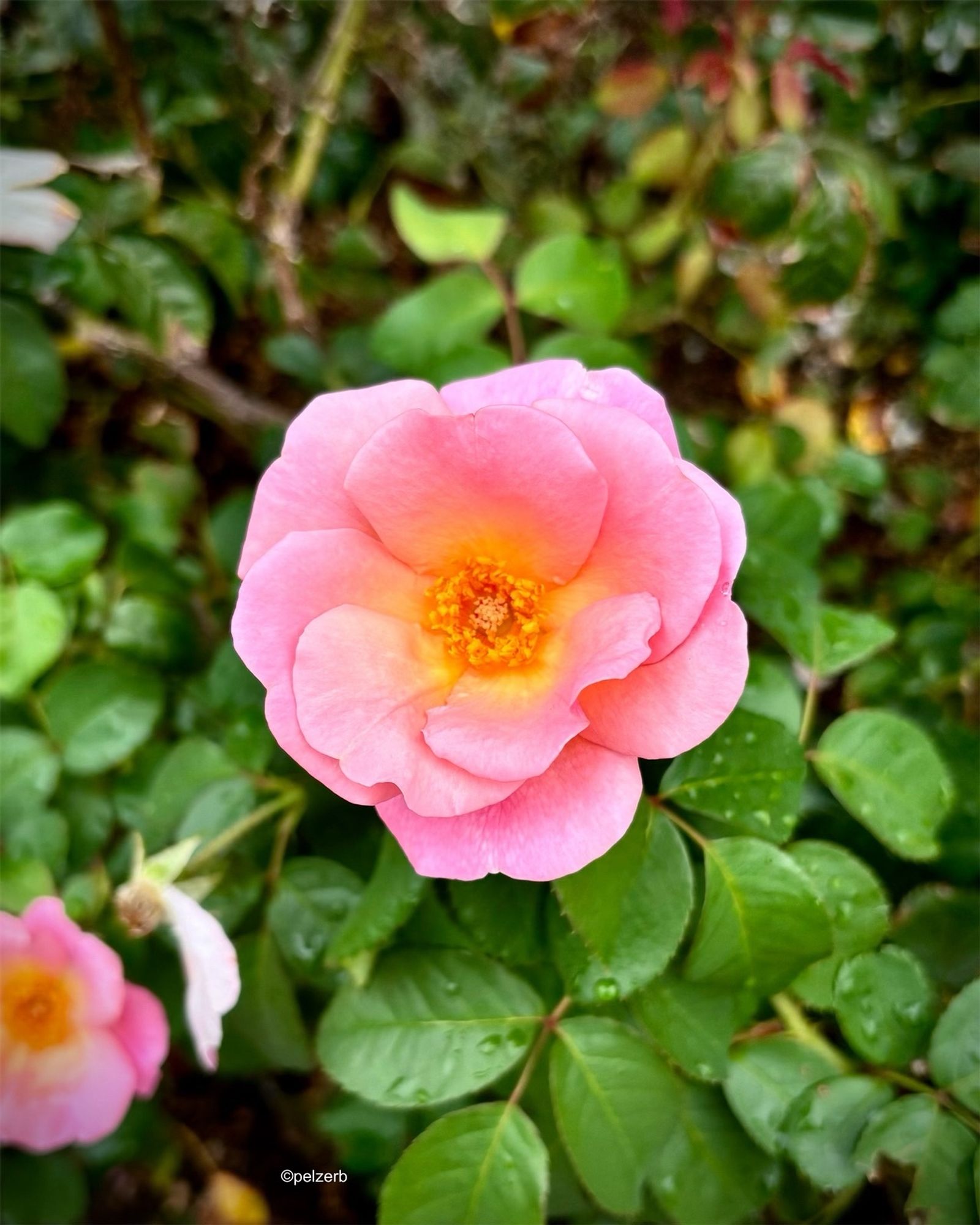 A pink rose surrounded by green leaves. The leaves are wet with raindrops. Annapolis, Maryland, USA. 09/27/24.