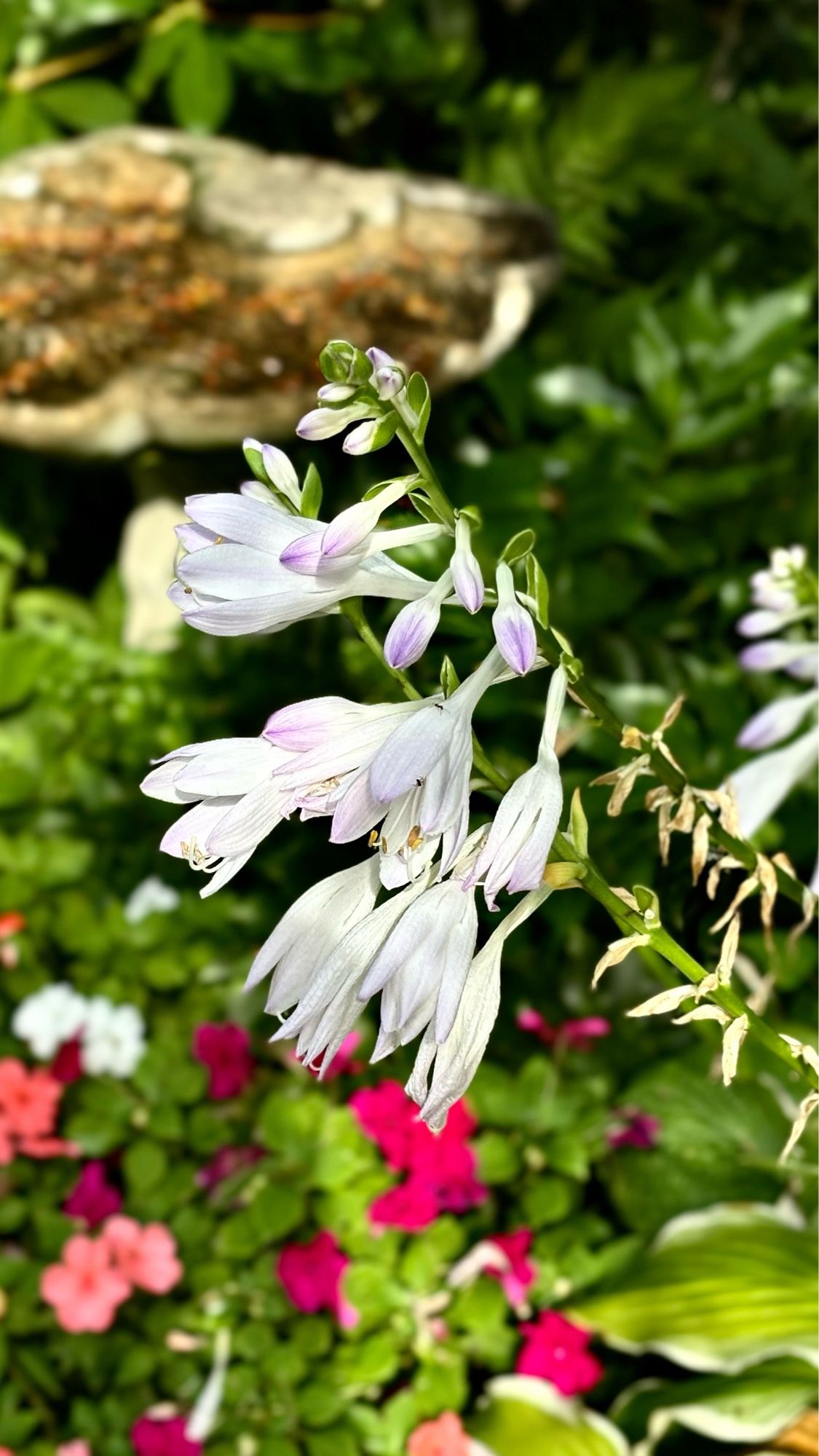 Hosta plant blooms. The presbyterian church interfaith prayer garden. Duke of Gloucester St., Annapolis, MD, USA. 09/24.