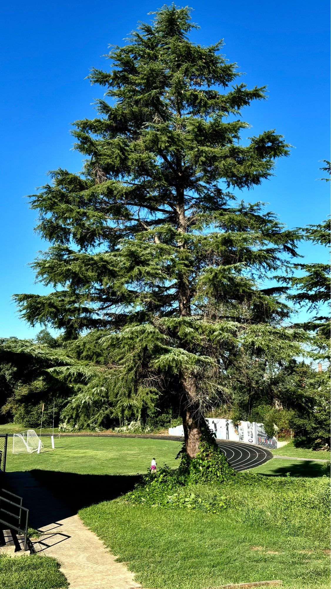 A large cedar tree at a city park. A running track is in the distance. Annapolis, Maryland, USA. 09/03/24.