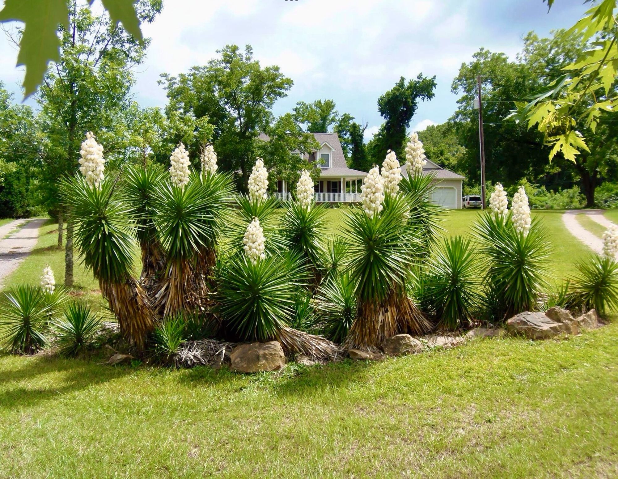 Yucca. A flowering plant. Sword-like leaves and whitish flowers.