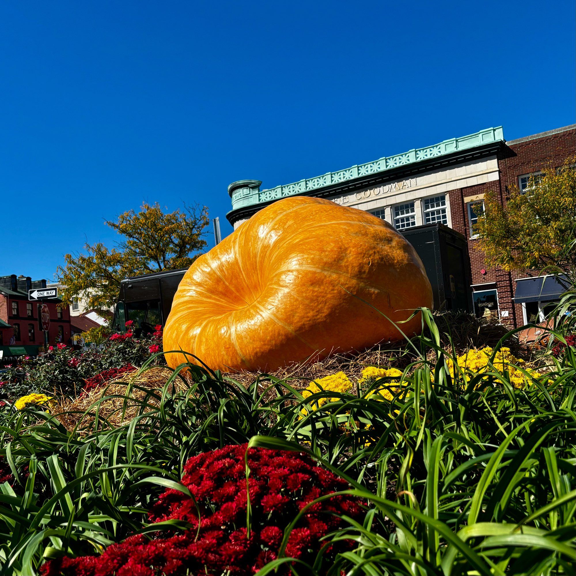 A large pumpkin surrounded by yellow and red mums under a blue sky. Part of a seasonal display downtown. Annapolis, Maryland, USA. 10/09/24.