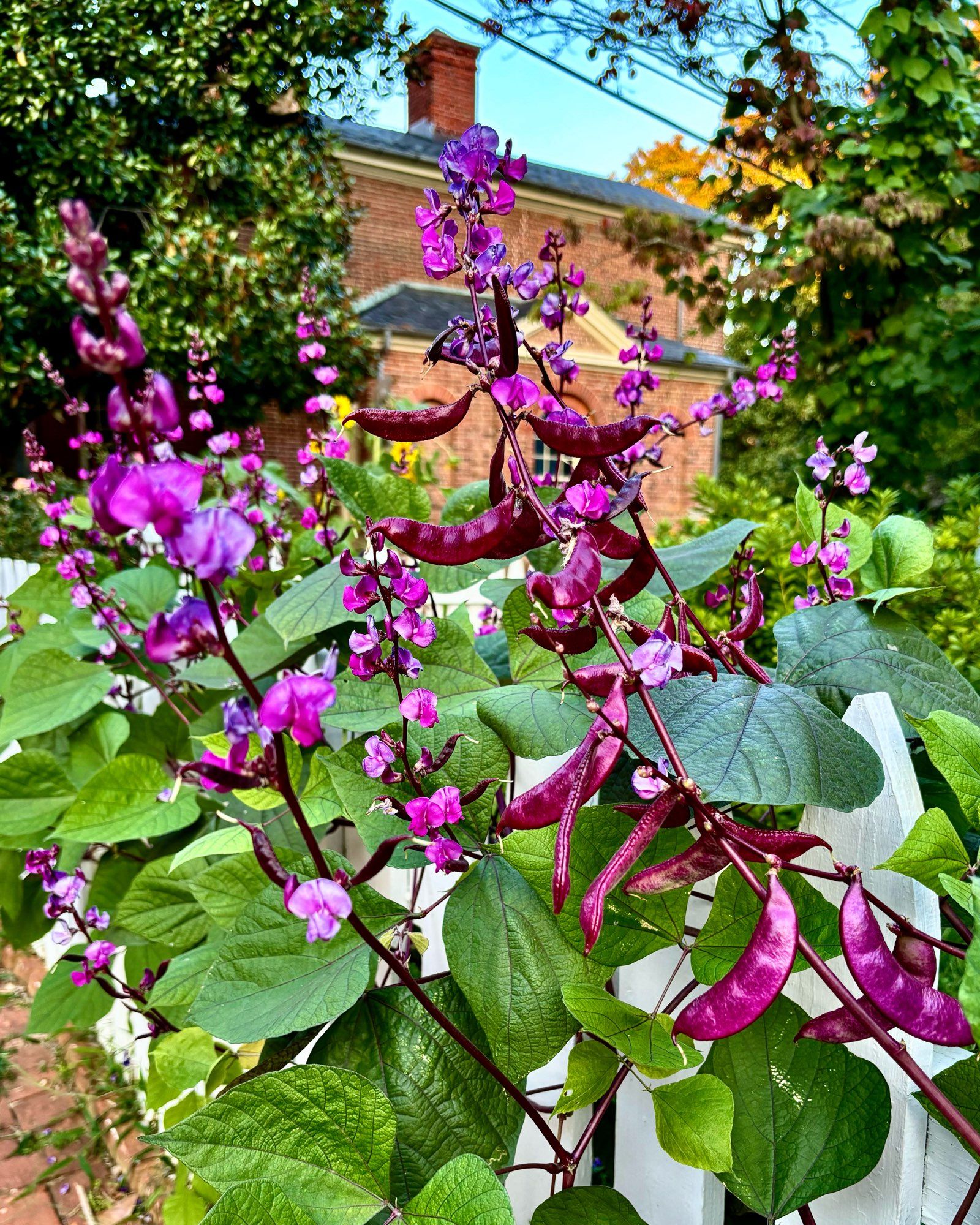 A blooming purple hyacinth-bean vine growing through a white picket fence. 10-11-24.