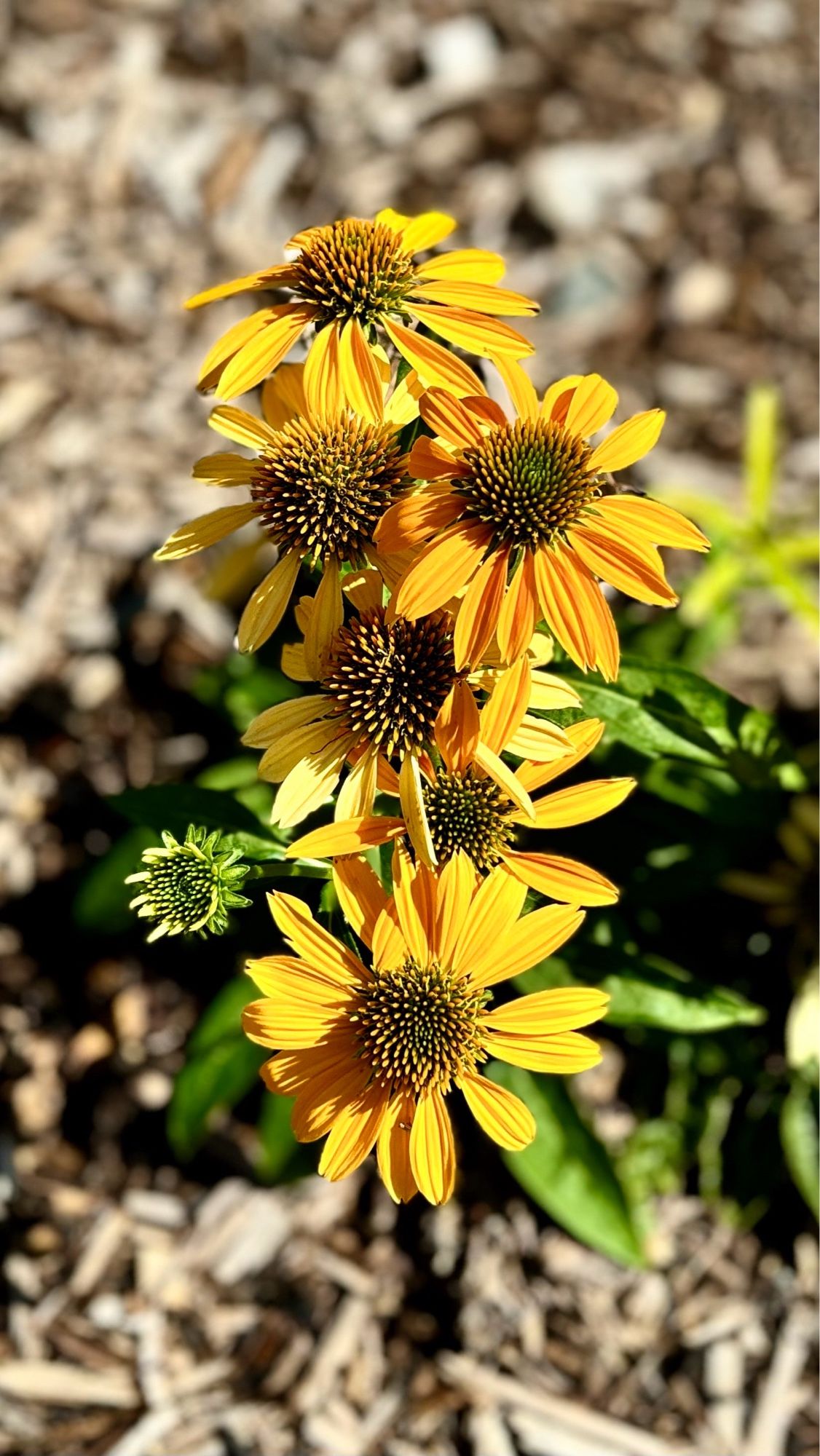 Yellow-orange echinacea blooms. 08/24.