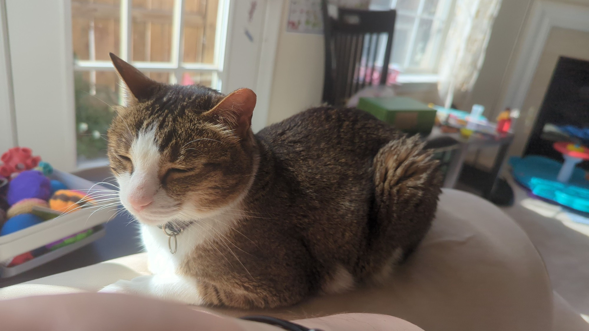 My other cat Mikko, loafing of the sofa