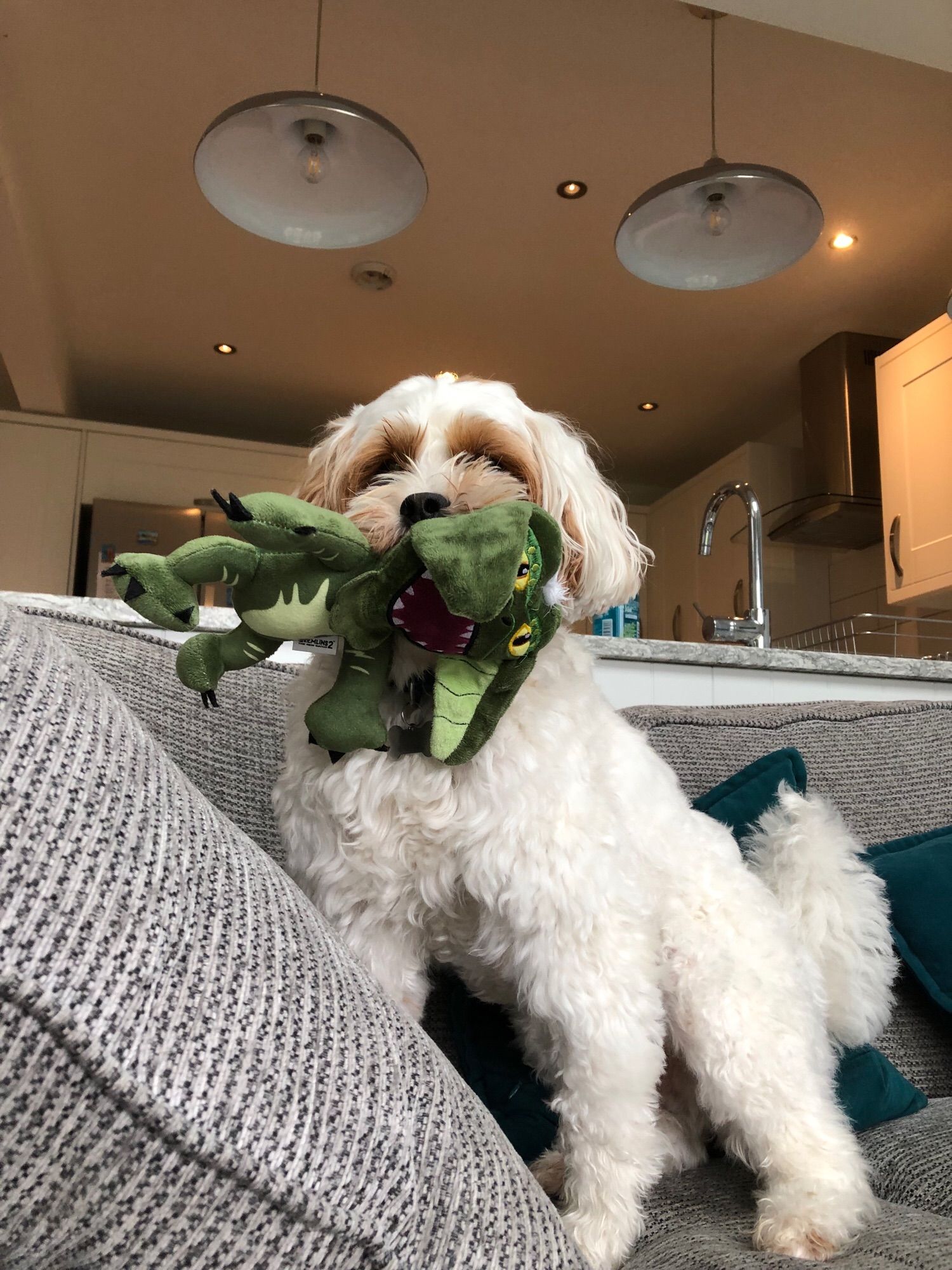 Fluffy white dog with brown patches around his eyes holding a Gremlins dog toy in his mouth.