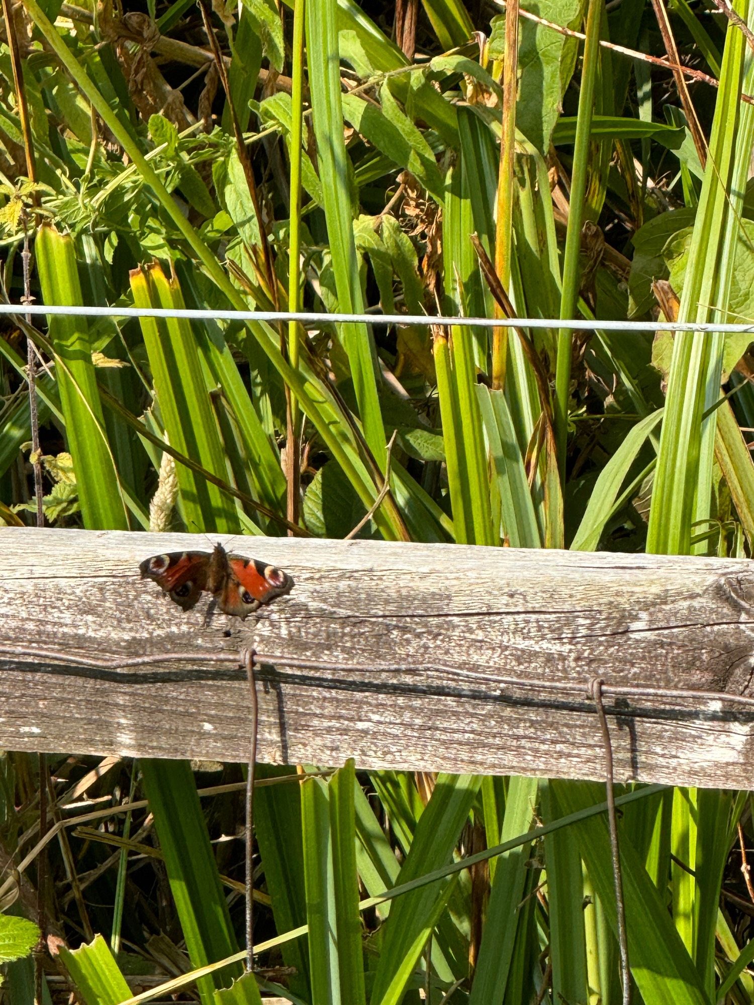 At least three peacock butterflies together around the butterflybush…