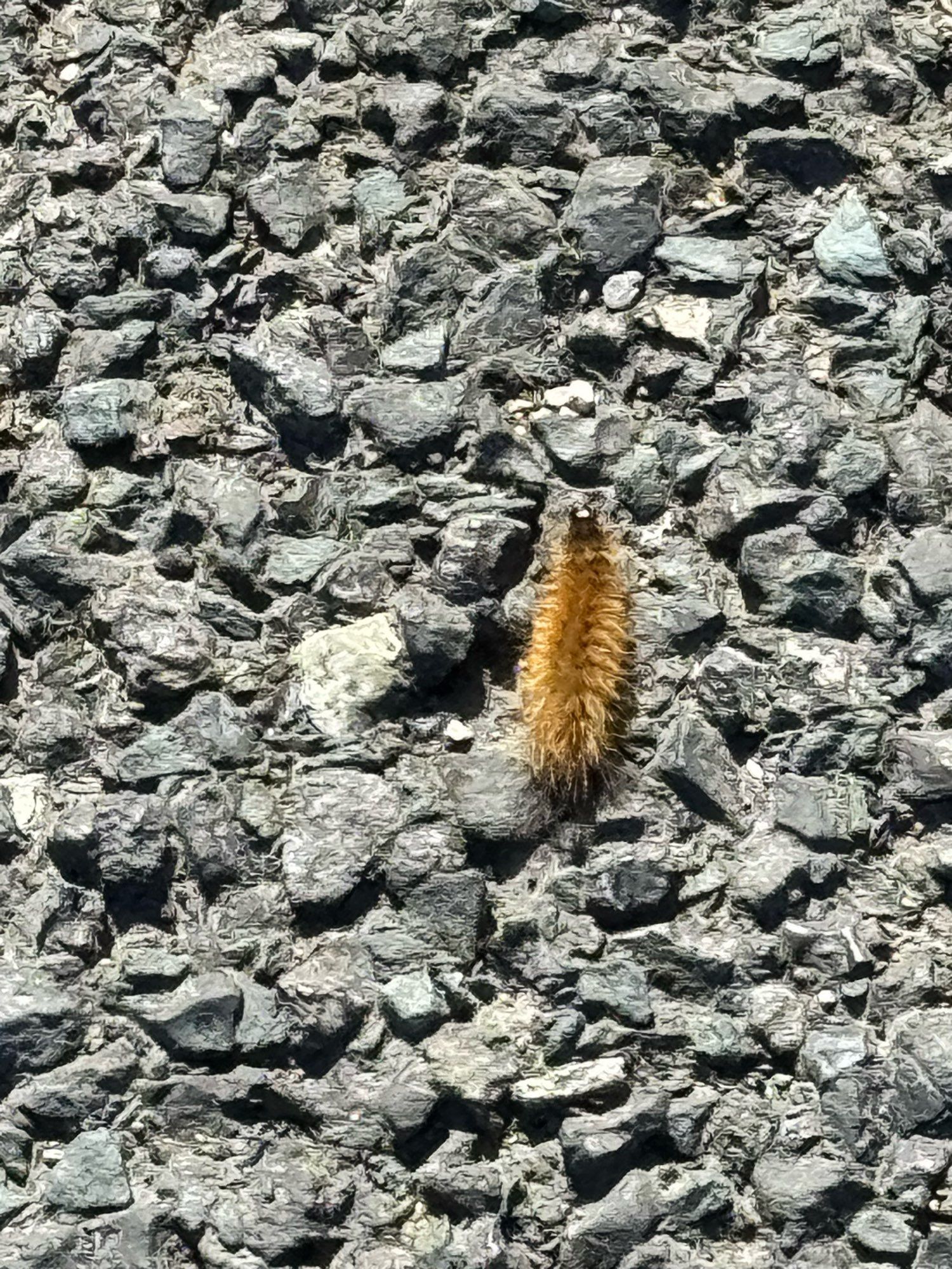 A moth’s caterpillar?