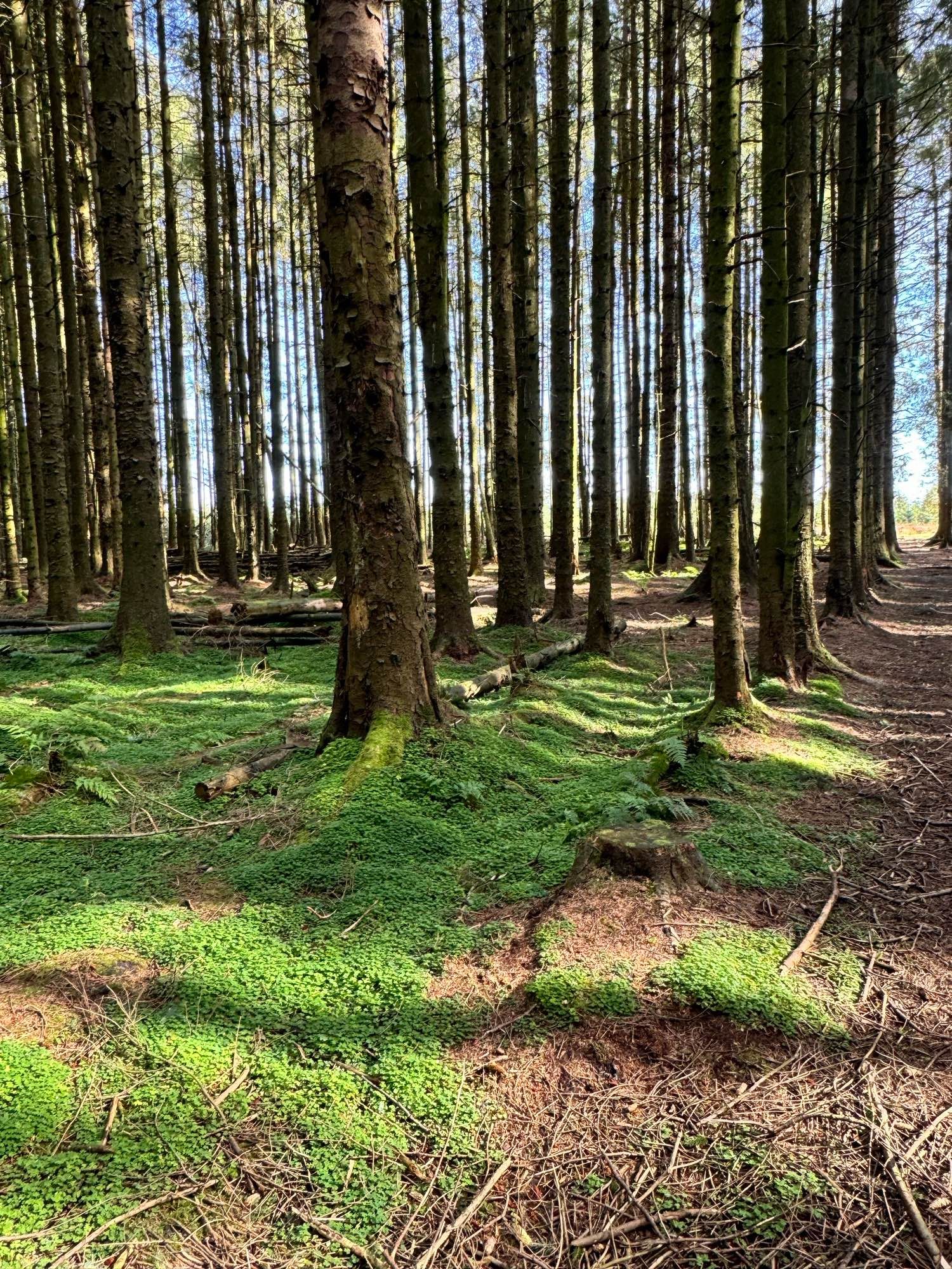 The field of shamrocks in the woods. Stainburn Forest, North Yorkshire.