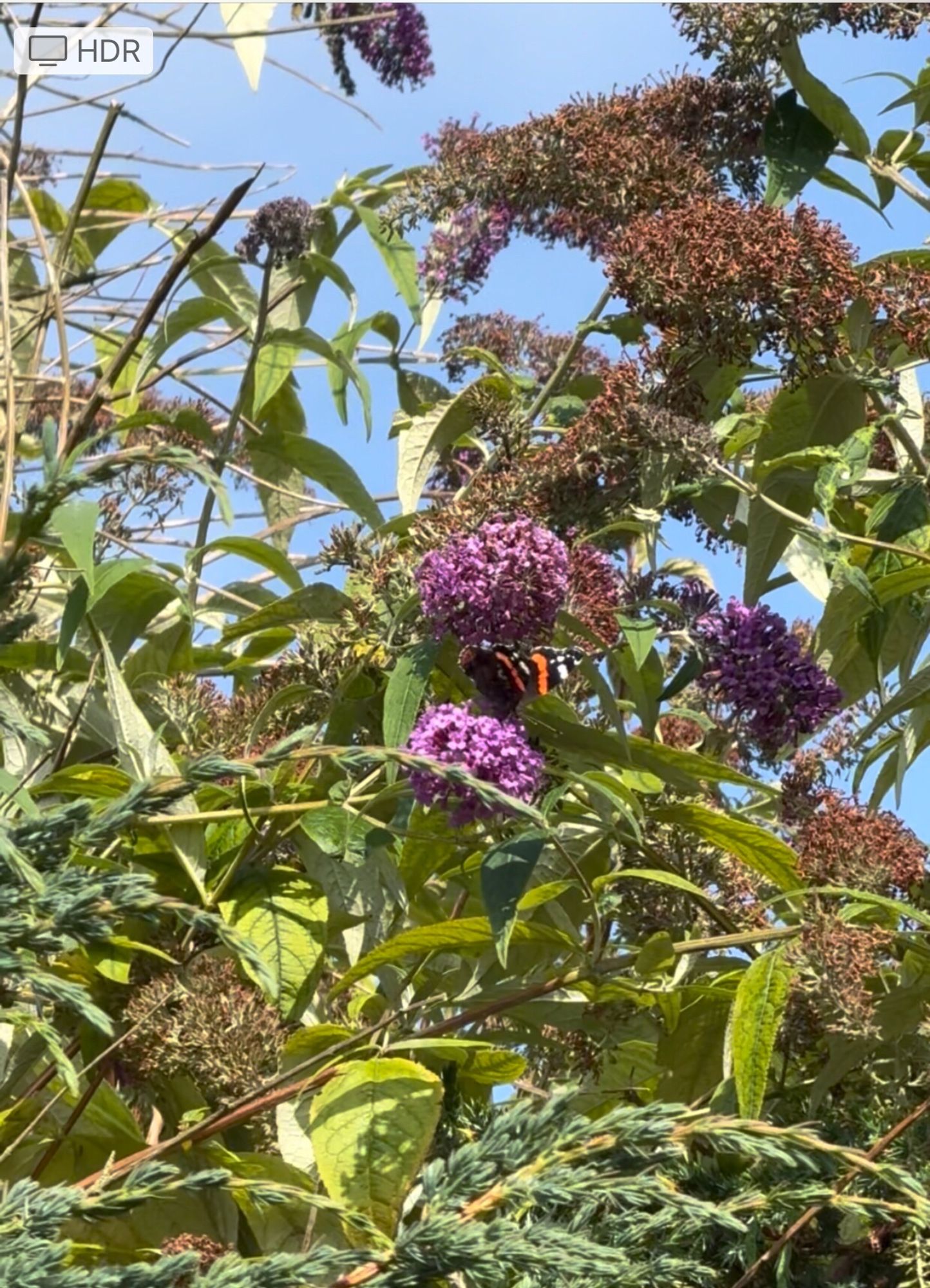 The second red admiral for today. Missed the first- it was chased by a bee haha