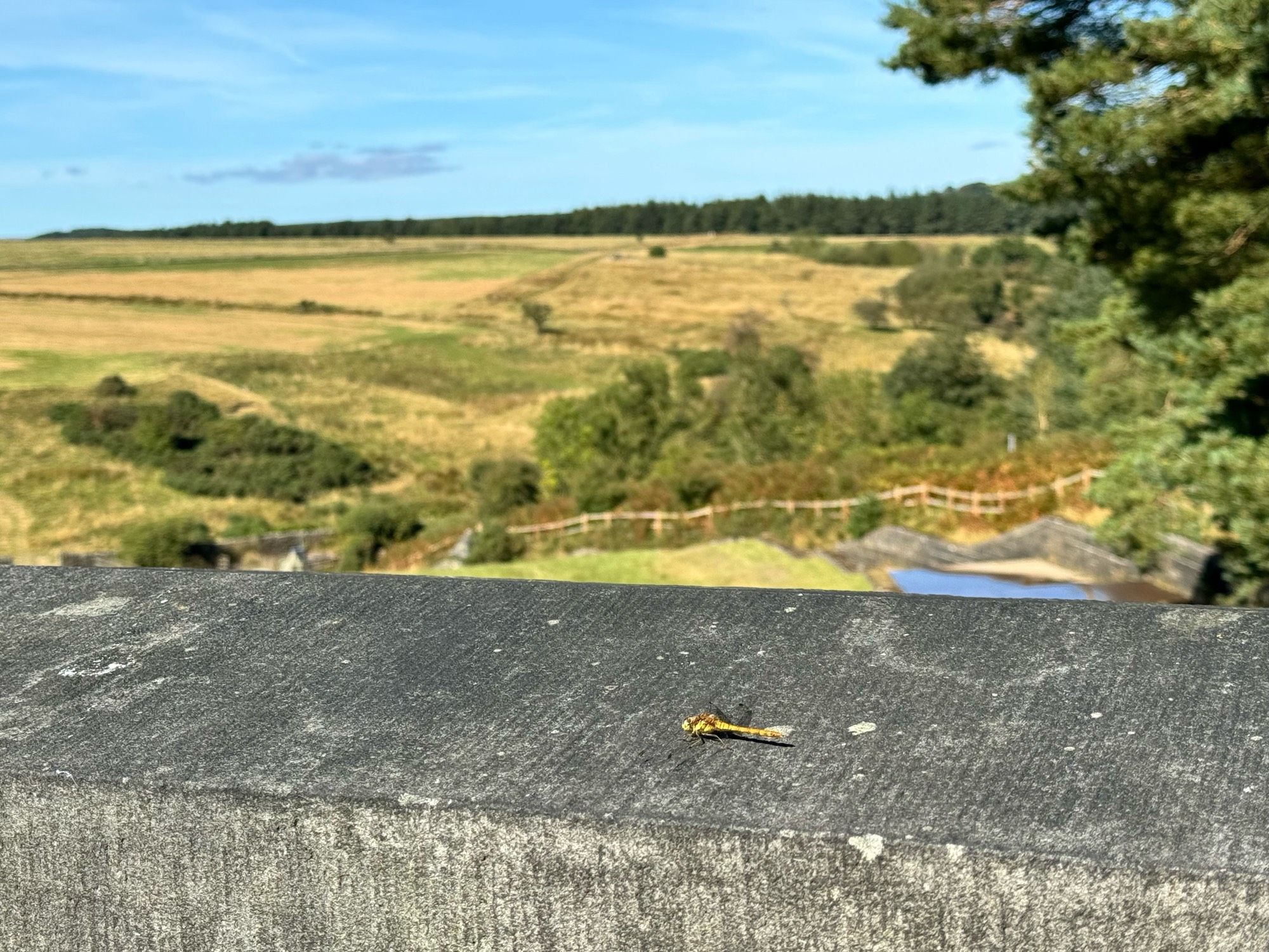 A dragon fly landing in front of me