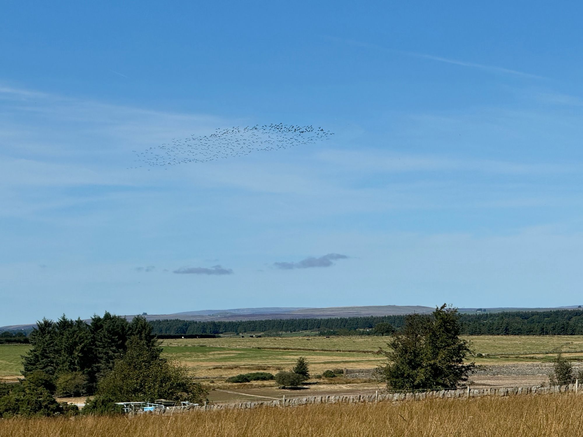 A murmuration of lapwings in the bluesky.