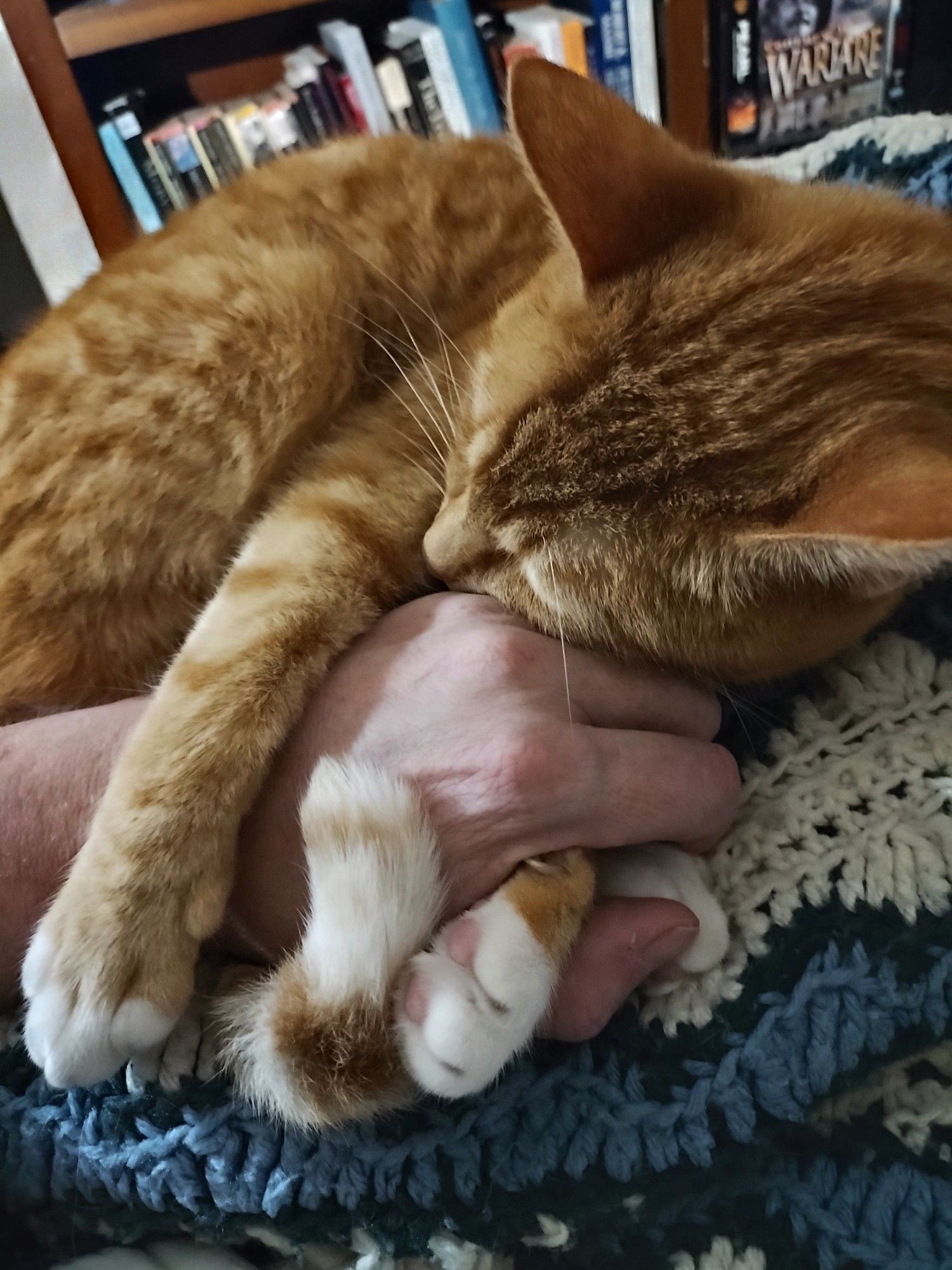 An orange tabby sleeping on a blanket while clutching an arm. You can't hear it, but there is much purring.