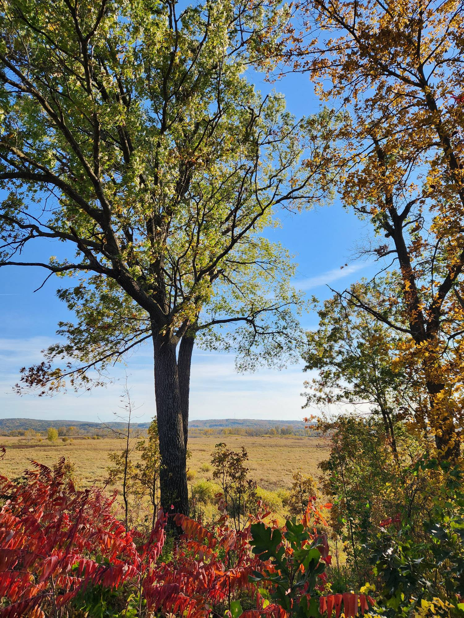 Red sumac in foreground and a few trees overlooking an expansive marsh and hills in the distance 