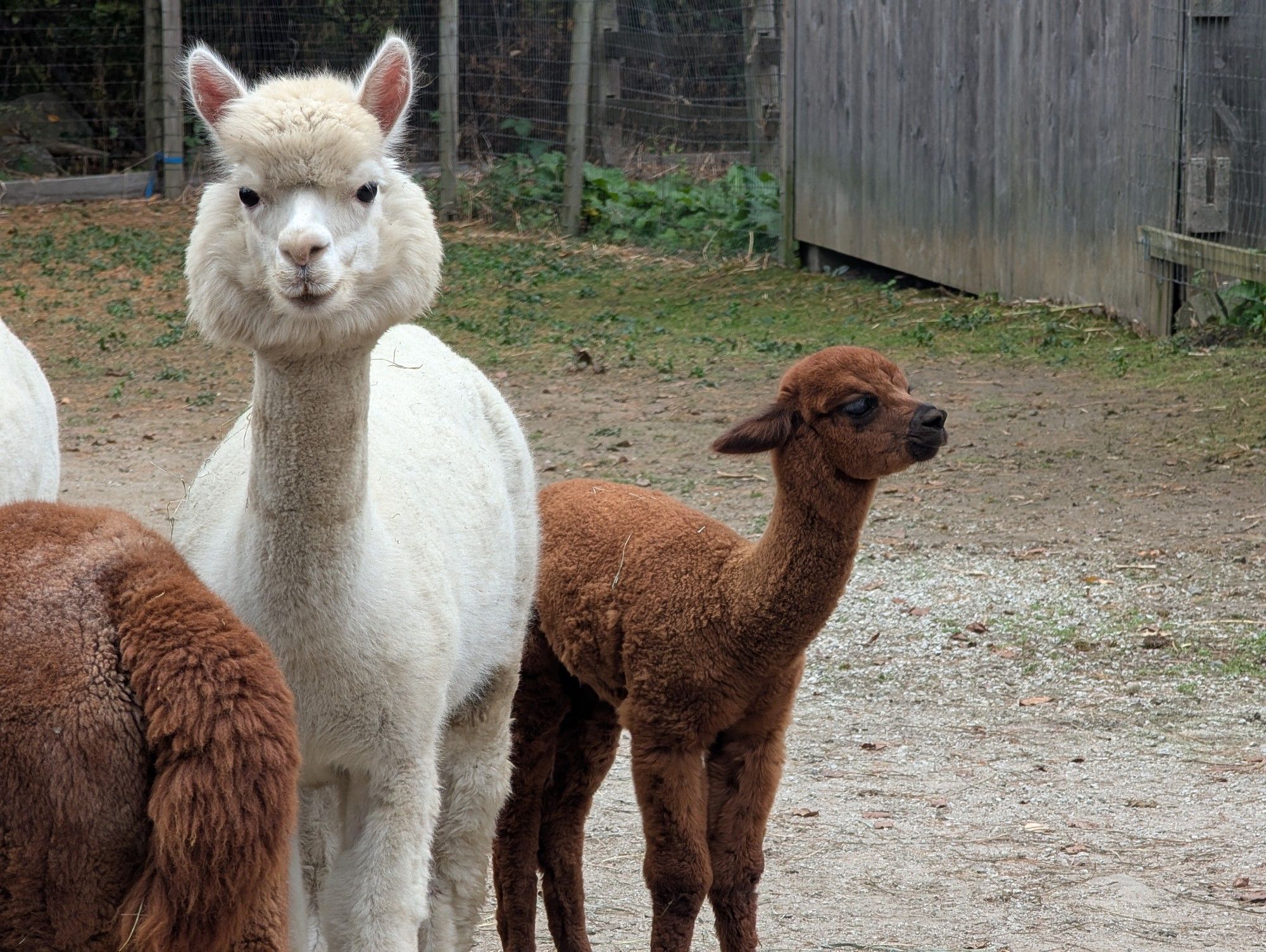 A picture of a mama and baby alpaca