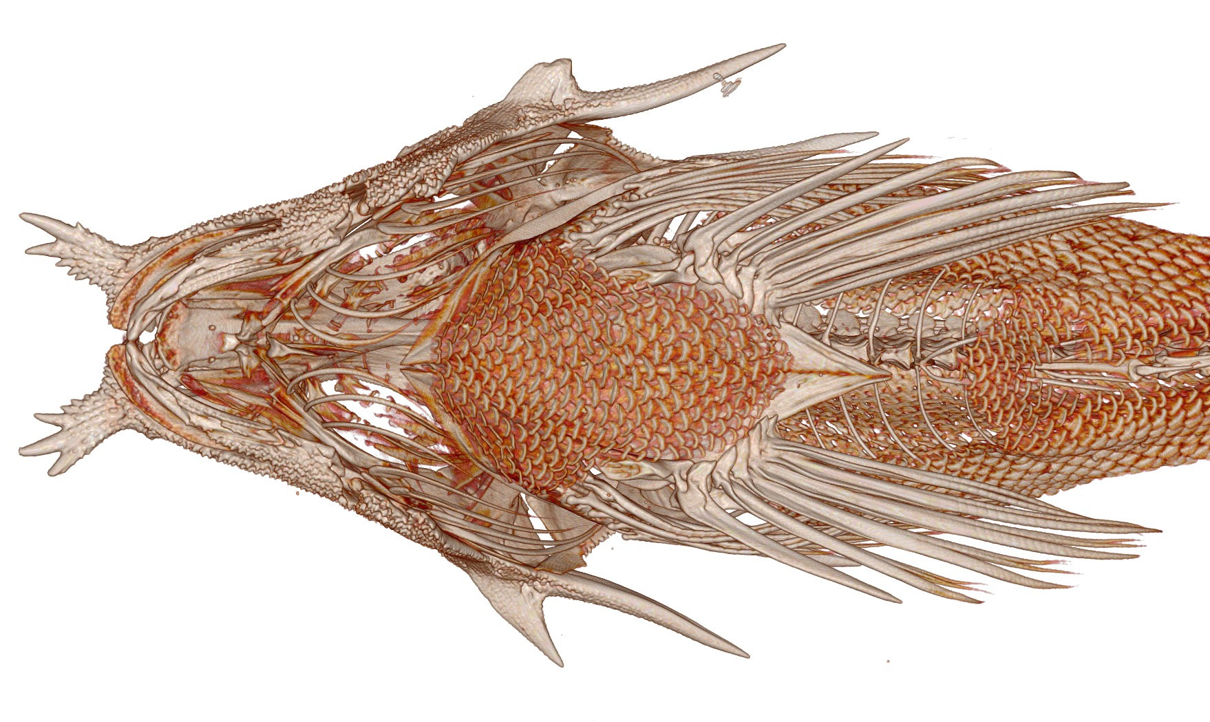 Ventral view of a CT of a searobin