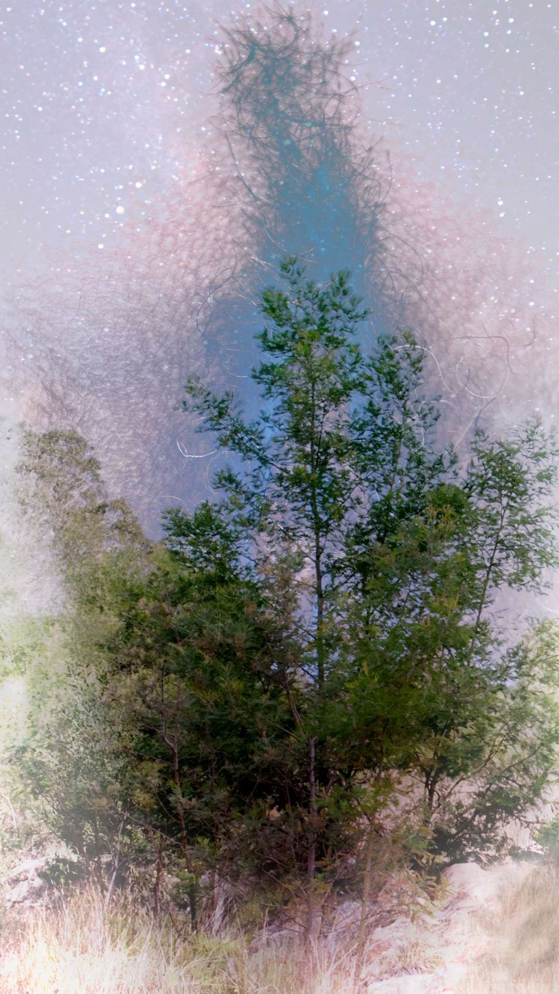 A composite image entitled Gaia Landscape.

The image is in three layers, a treescape in front, a nude vulva and pubic region in the midground, and a starfield in the background.