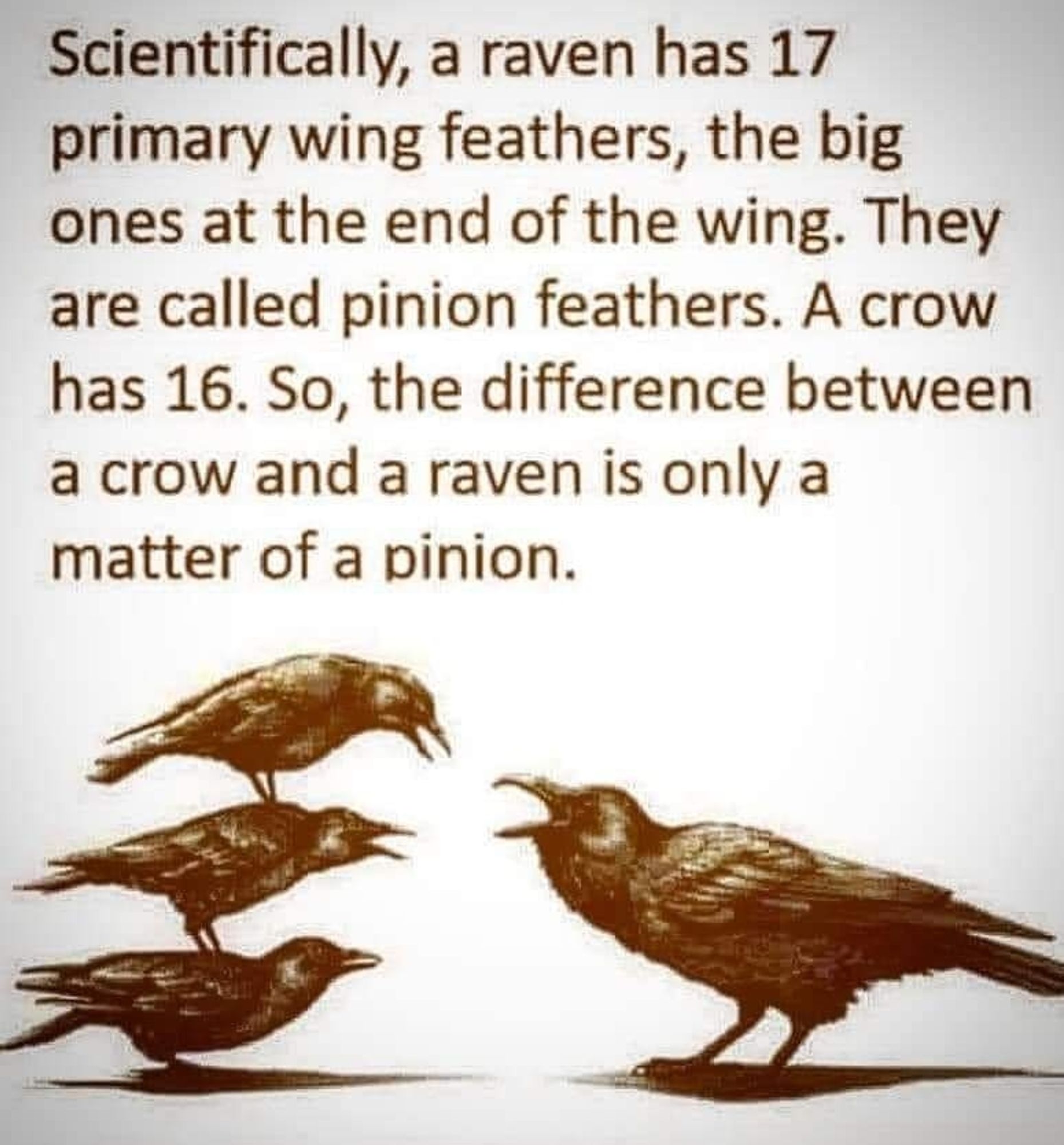 Scientifically, a raven has 17 primary wing feathers, the big ones at the end of a wing. They are called pinion feathers. A crow has 16. So, the difference between a crow and a raven is a matter of a pinion.