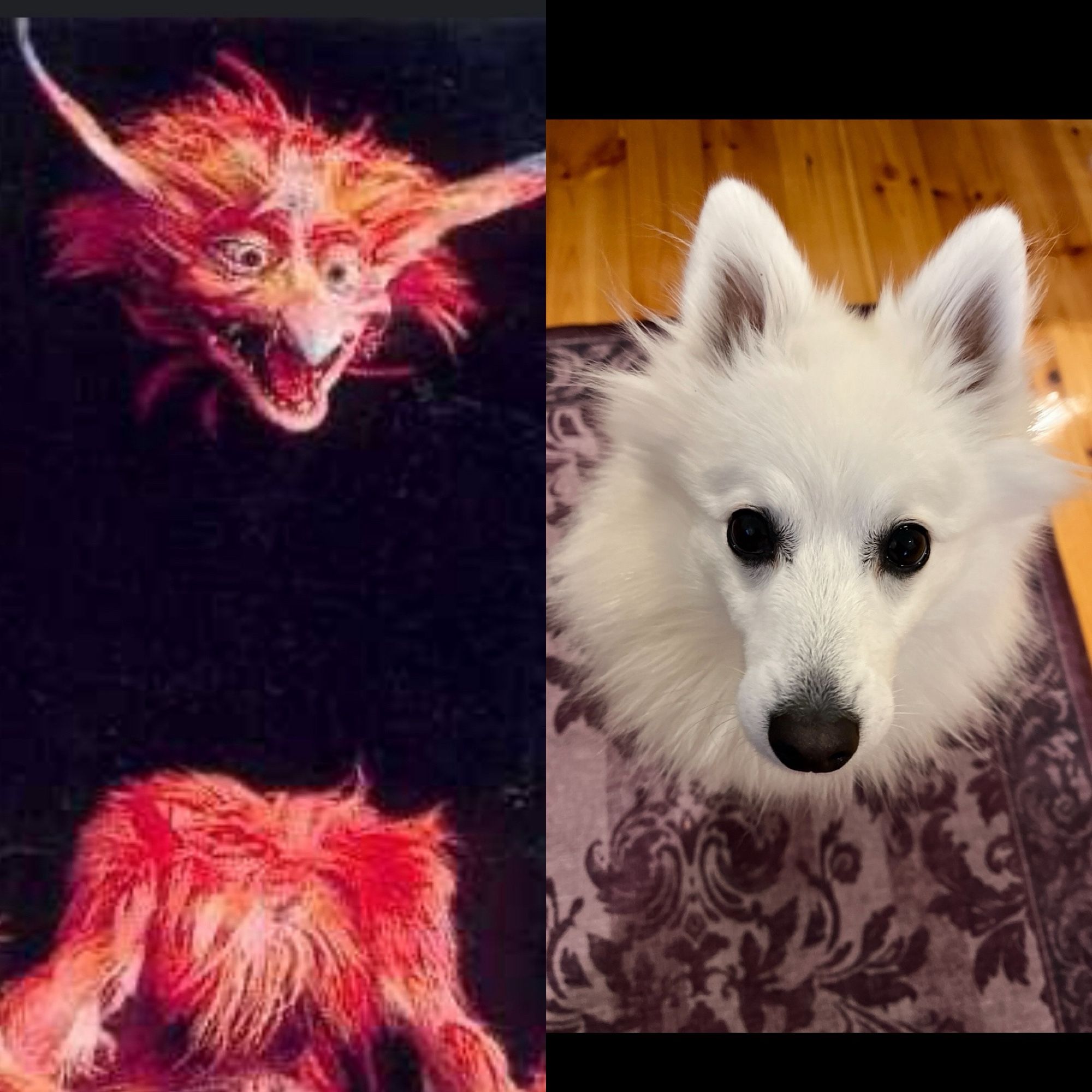 Side by side comparison of the floating head photo I posted of my dog and one of the Fireys from the film Labyrinth, who can detach their heads from their bodies.