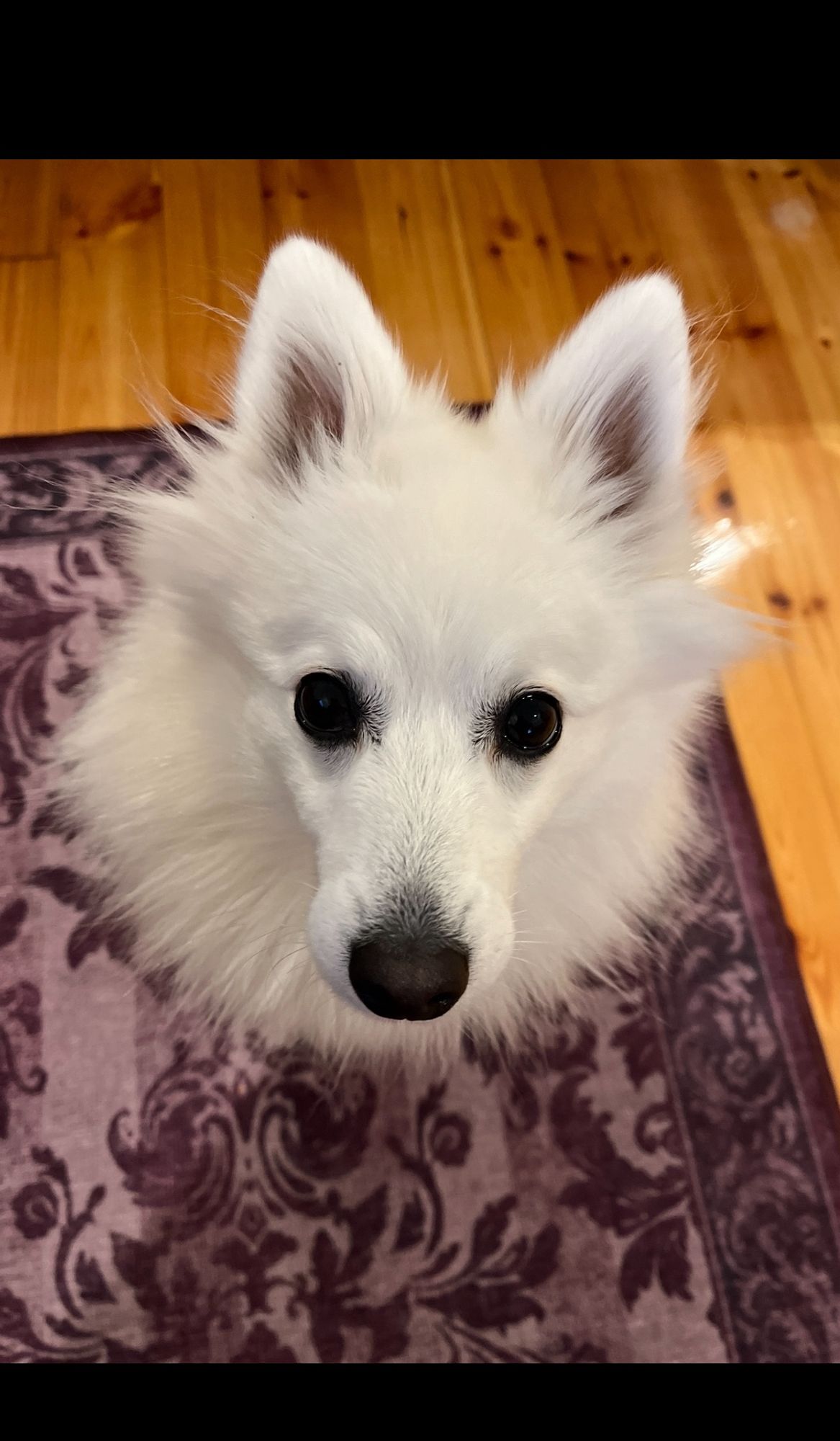 Picture of my dog, a fluffy white Japanese spitz, taken from an angle that hides her body so she looks like a floating fluffy head.