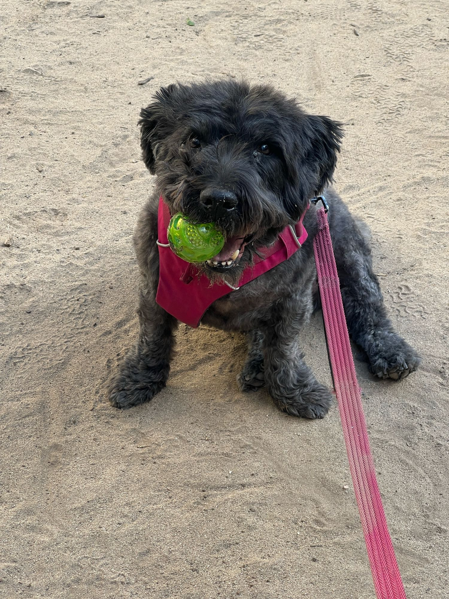 A black Glen of Imaal terrier sitting on sandy ground. He’s wearing a fuchsia harness and leash and is so happy to see you, he brought you a green squeaky ball that he’s holding in his mouth.