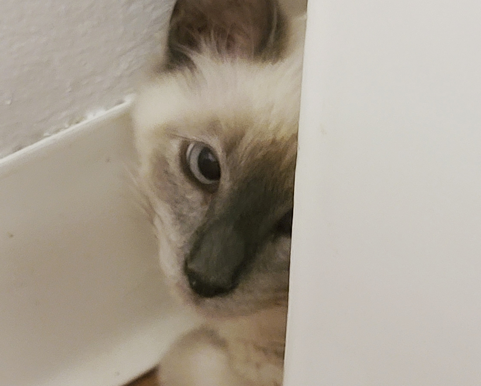 A small Persian mix kitten hiding behind a sink pedestal