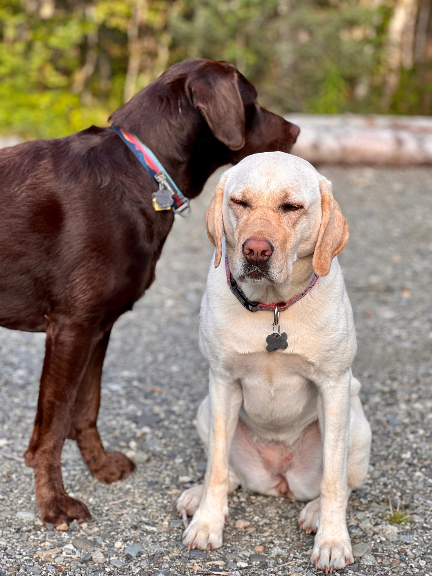 Portrait photo of a female yellow Labrador retriever sitting and blinking and a male chocolate Labrador retriever standing looking over the female at something behind her.