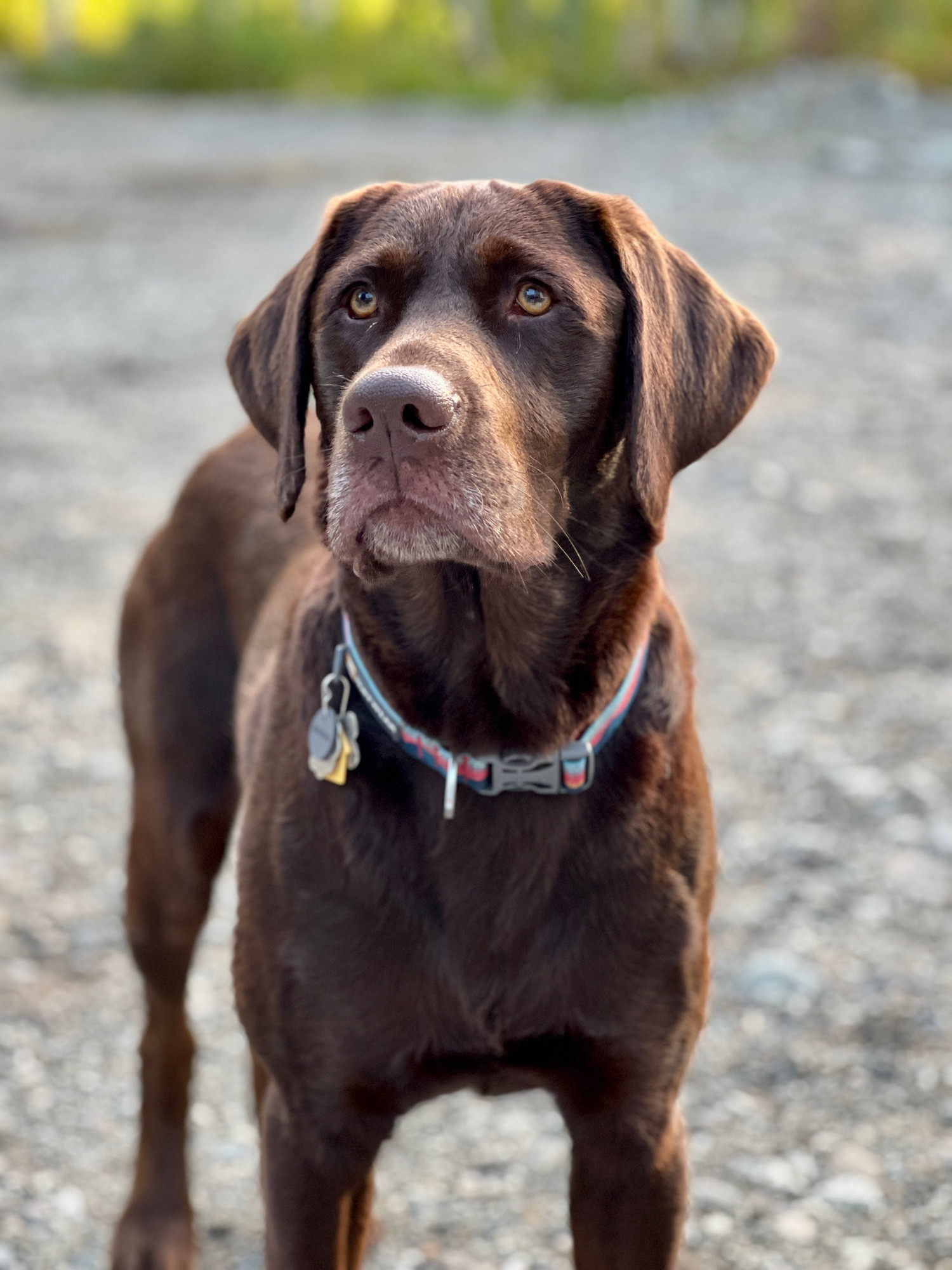 Chocolate Labrador Connor poses for a portrait.