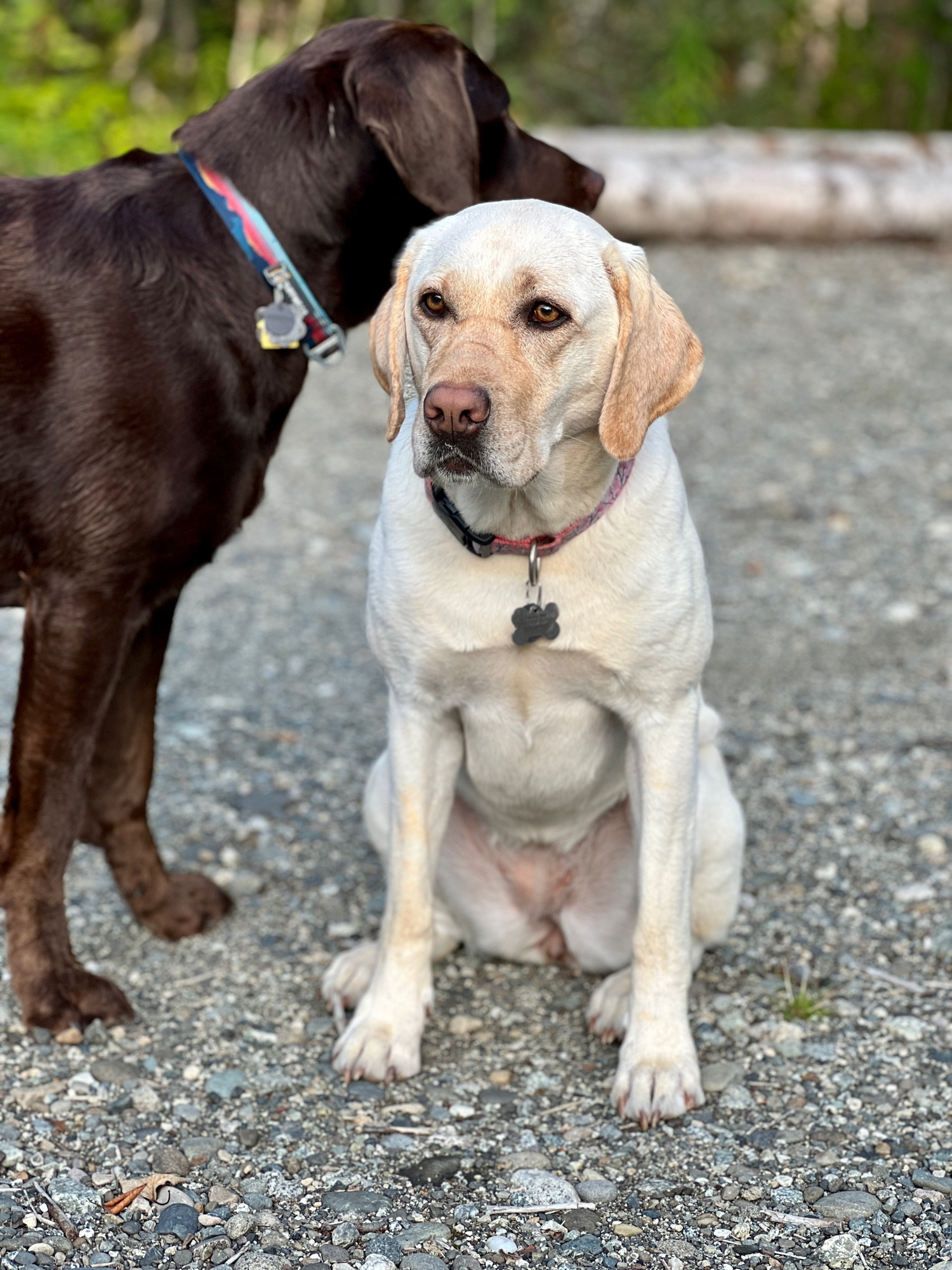 Portrait photo of a female yellow Labrador retriever sitting and a male chocolate Labrador retriever standing looking over the female at something behind her.