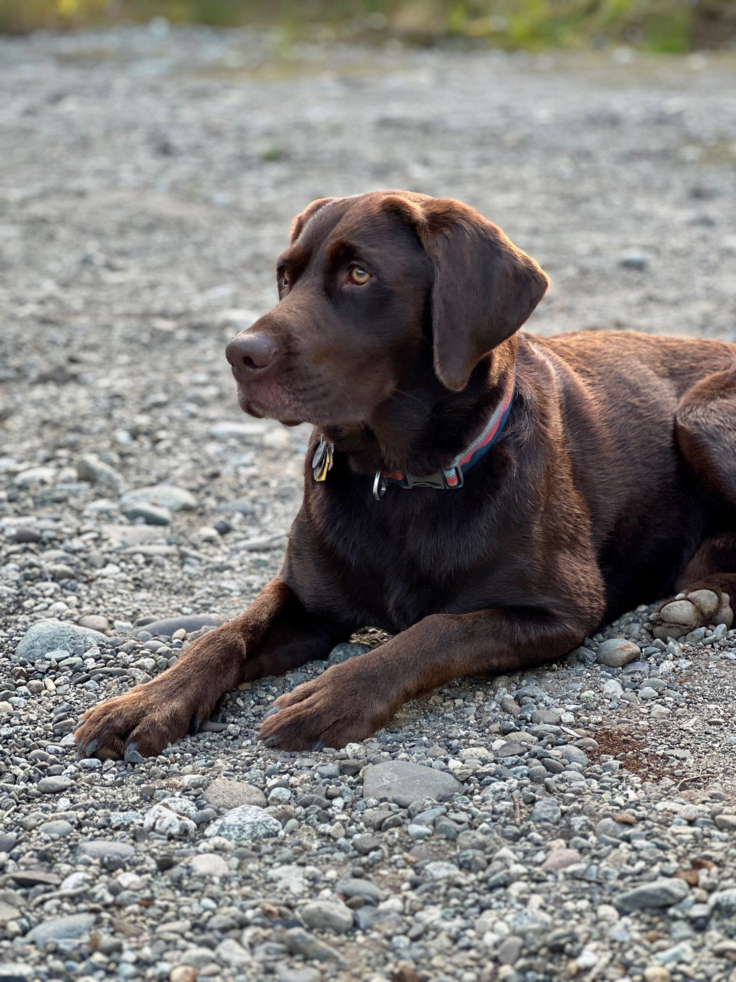 Chocolate Labrador Connor laying on the rocks when he has a comfy elevated bed.