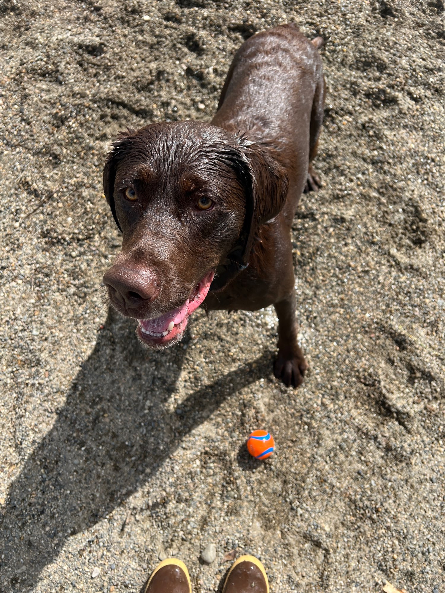 Chocolate Labrador Retriever Connor waiting to have his ball thrown.