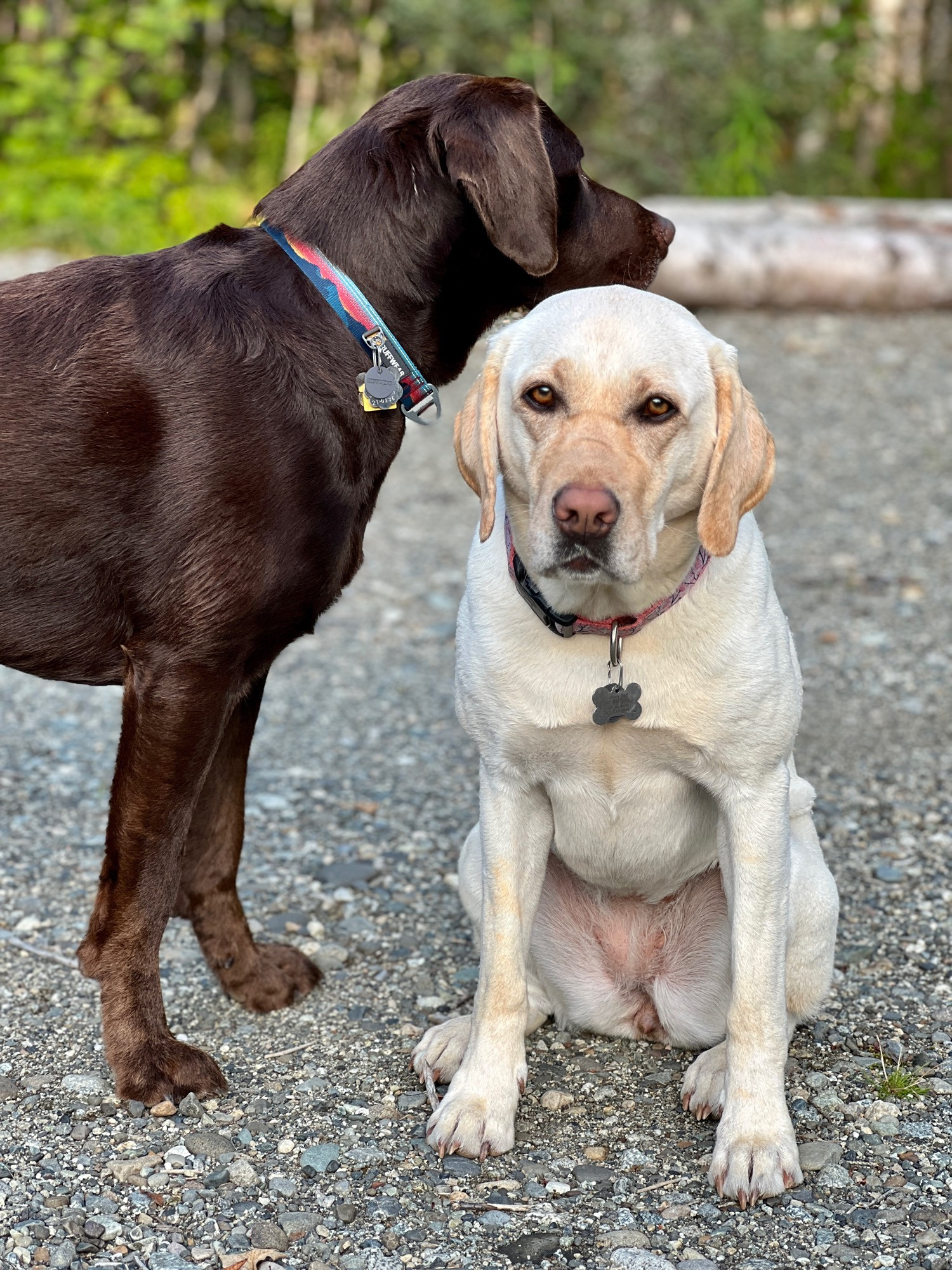 Portrait photo of a female yellow Labrador retriever sitting and a male chocolate Labrador retriever standing looking over the female at something behind her.