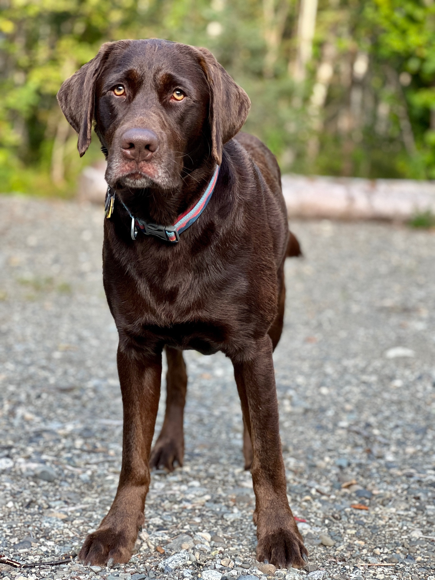 Chocolate Labrador Connor poses for a portrait.