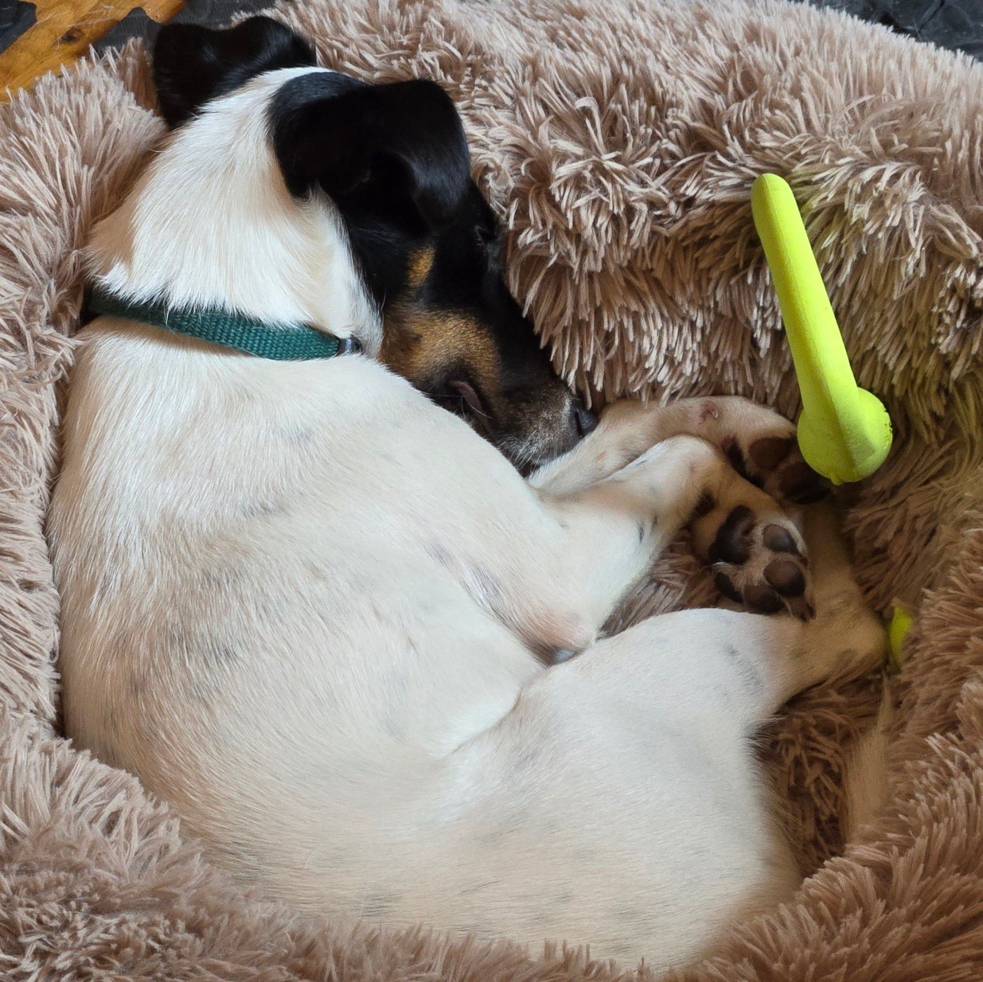 A sleeping, smooth hair fox terrier curled up in a pink, fuzzy donut bed.