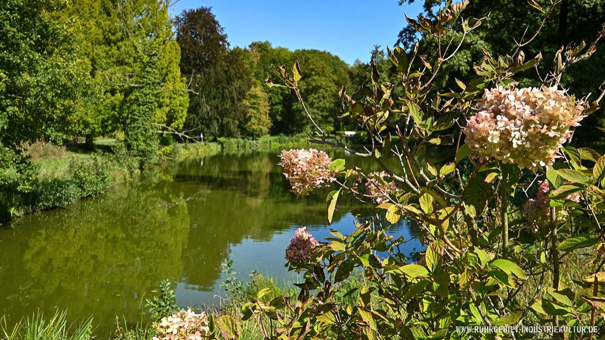 Ein Teich mit leicht herbstlichen Bäumen im Hintergrund. Im Vordergrund eine zart-rosa blühende Rispenhortensie.