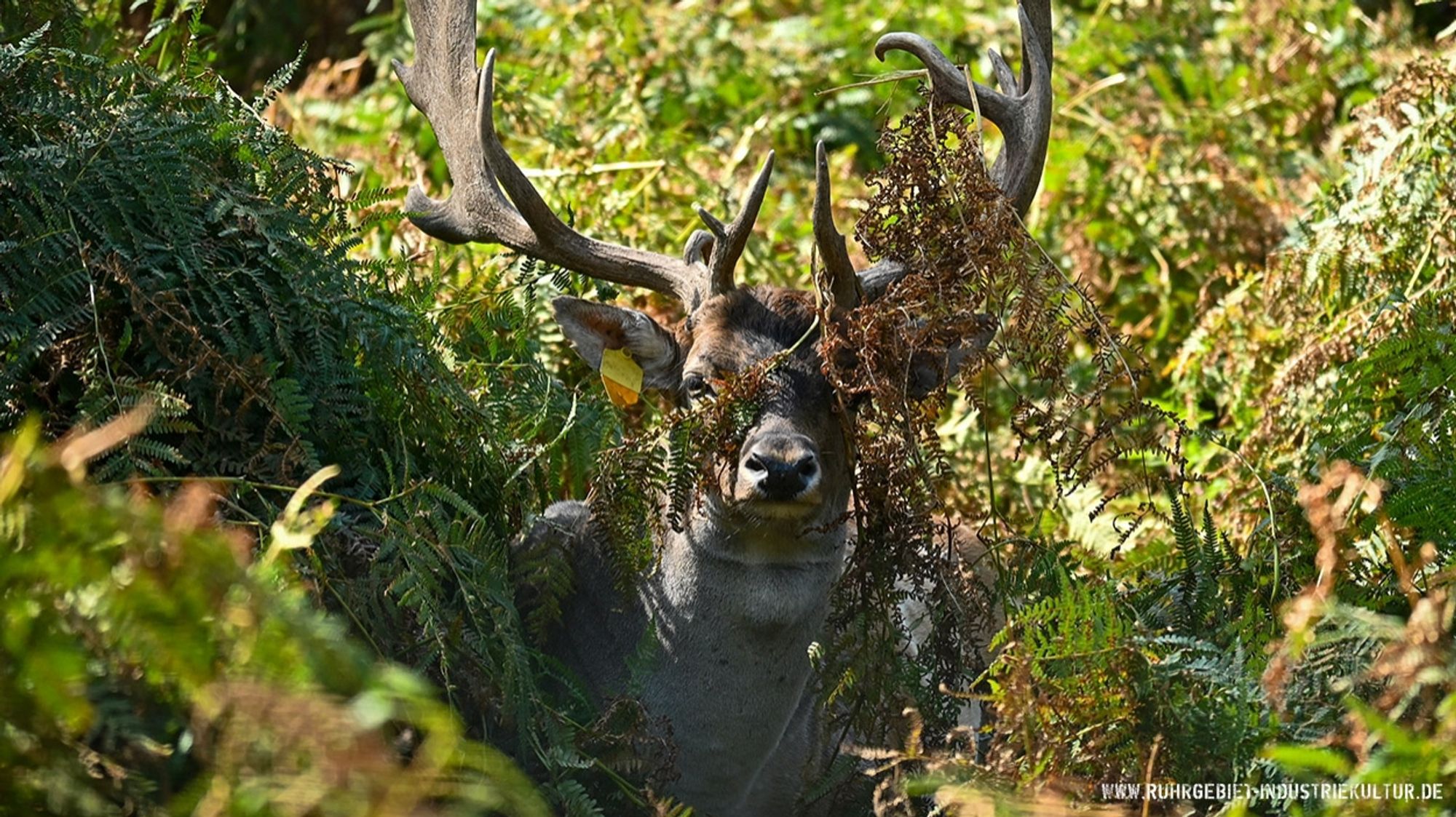 Ein Wildtier mit Geweih unter Farn im Wald