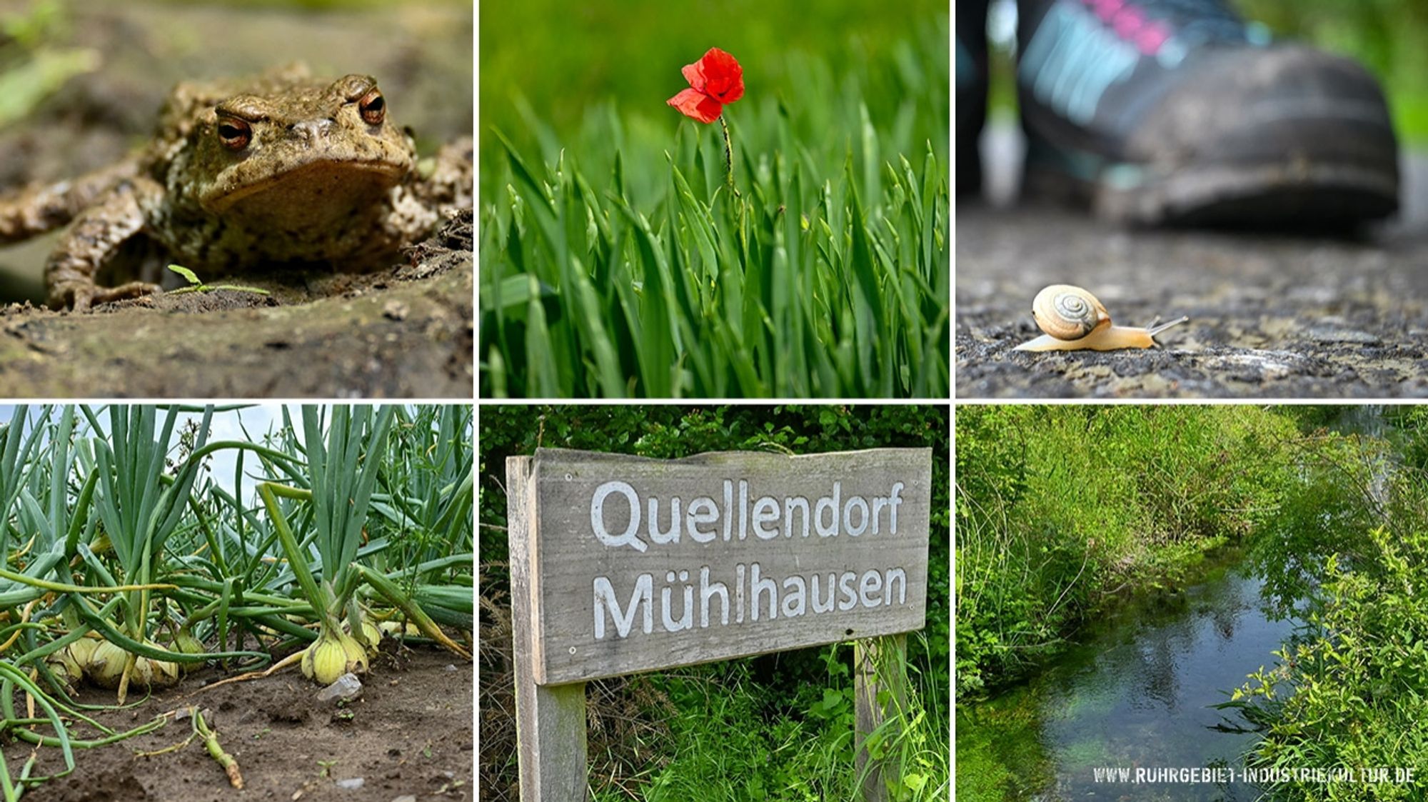 Eine Kollage von 6 Fotos. Darunter eine Erdkröte, eine Mohnblume im Kornfeld, ein Ortsschild „Quellendorf Mühlhausen“, ein Zwiebelfeld, ein Bach und eine Schnecke, die auf einem Asphaltweg läuft und vor monstergroßen Schuhen eines Menschen ganz klein wirkt.