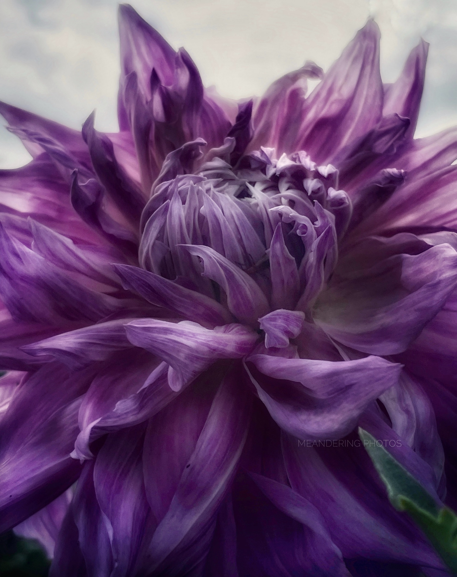 The unfurling of the Dahlia is like a Lions mane being shaken up awakening. 