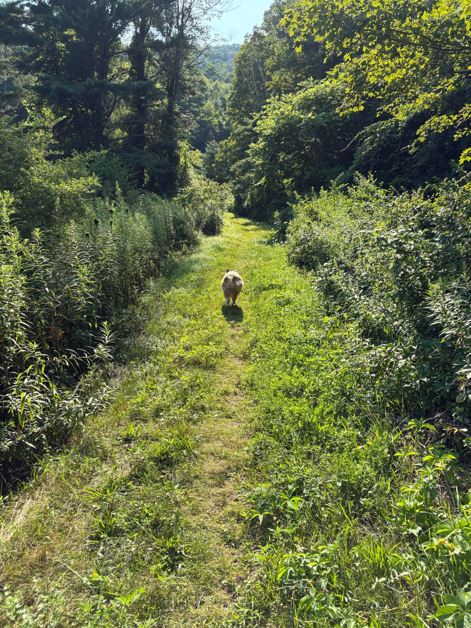 Dog/trail