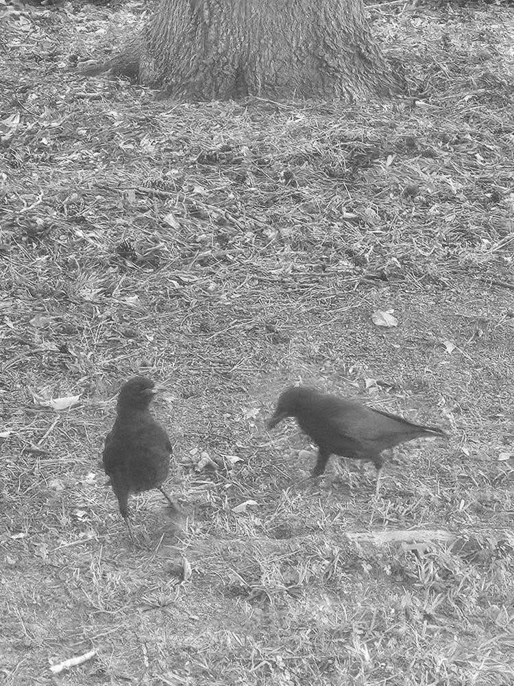 2 crows in Juni's backyard grazing in the grass. 